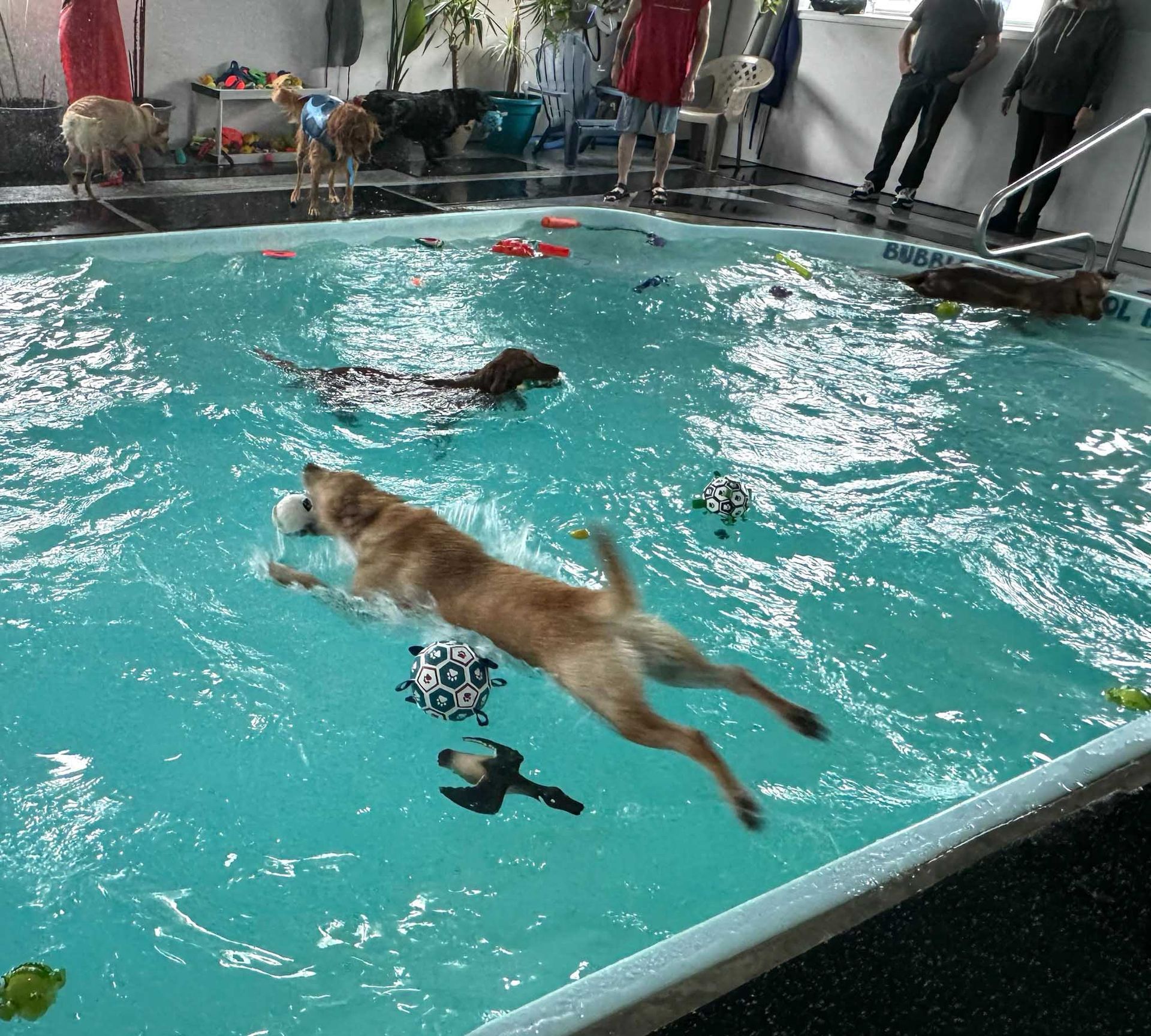 Dogs swimming and playing in a pool with toys. Several people watch from the pool's edge.