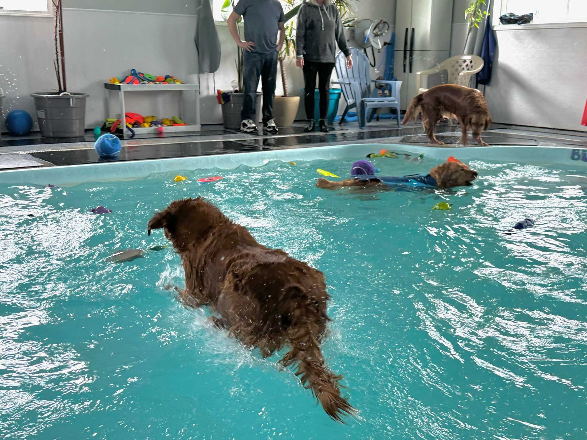 Dogs swimming in an indoor pool; two people stand nearby.