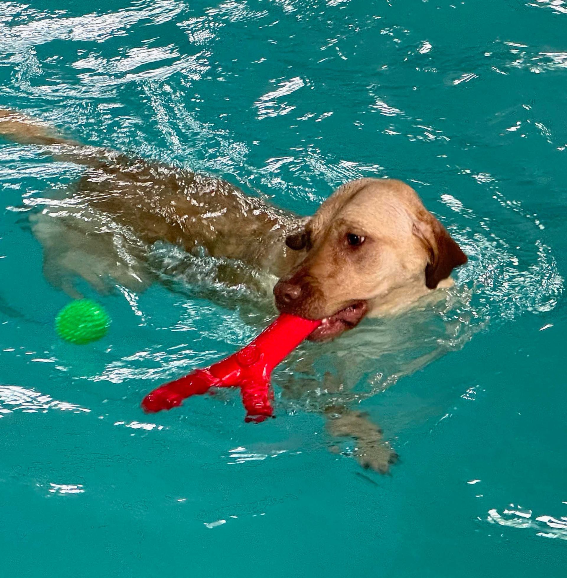 Yellow lab swims in turquoise water, holding a red toy, with a green ball nearby.