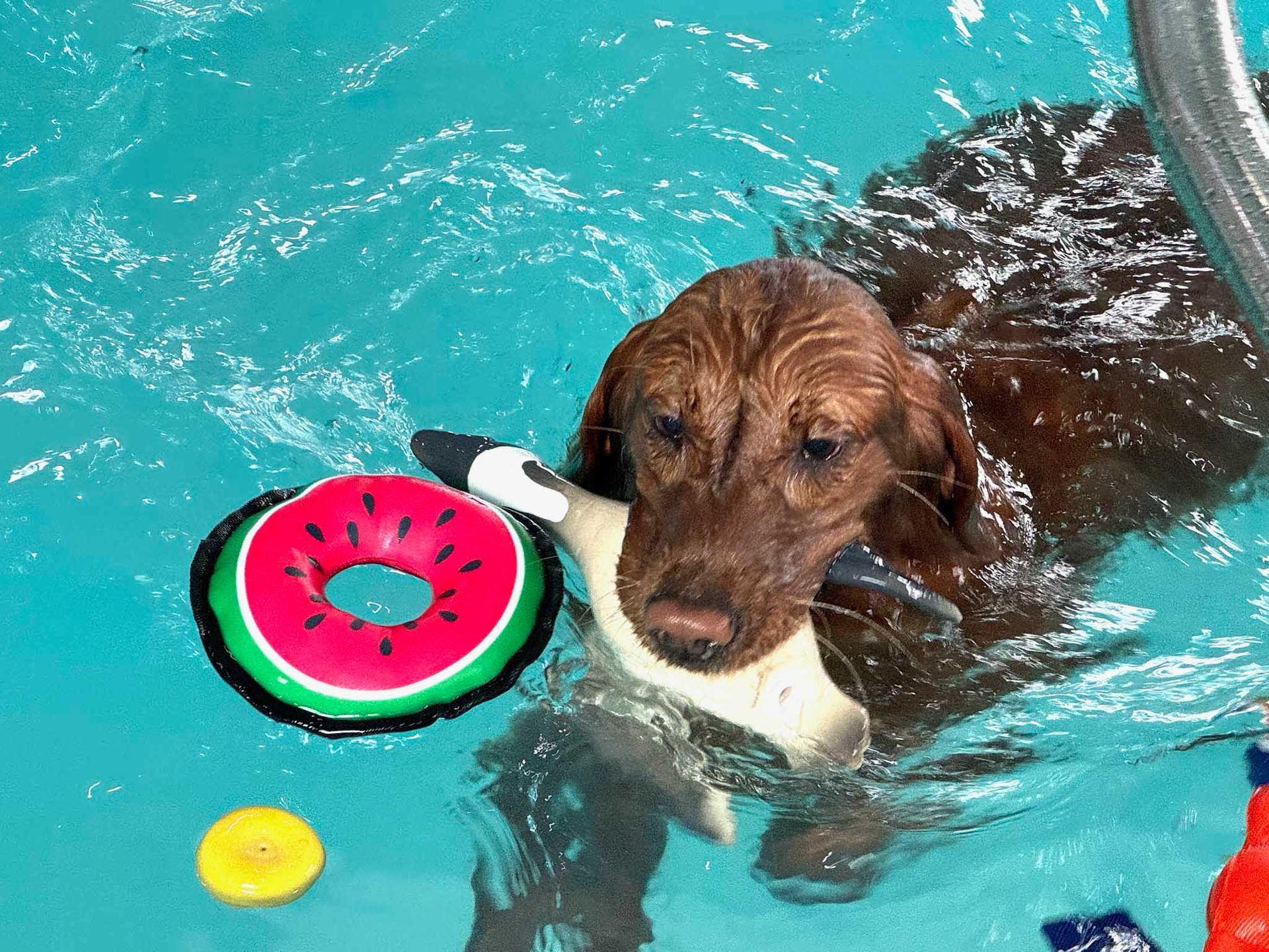 Brown dog in a pool, holding a toy goose and watermelon floatie, looking at the camera.