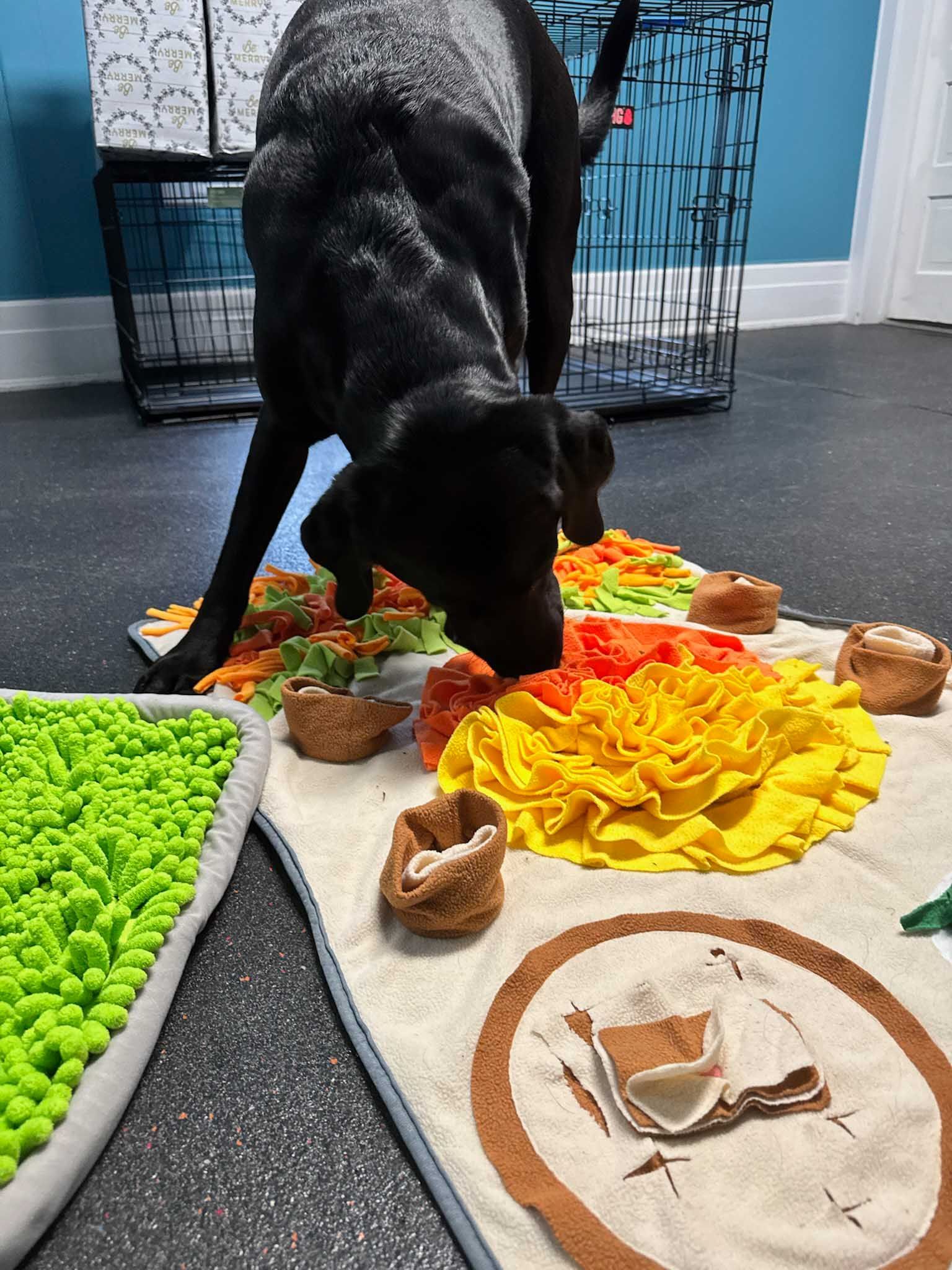 Black dog sniffs a colorful snuffle mat with toys; indoor setting.