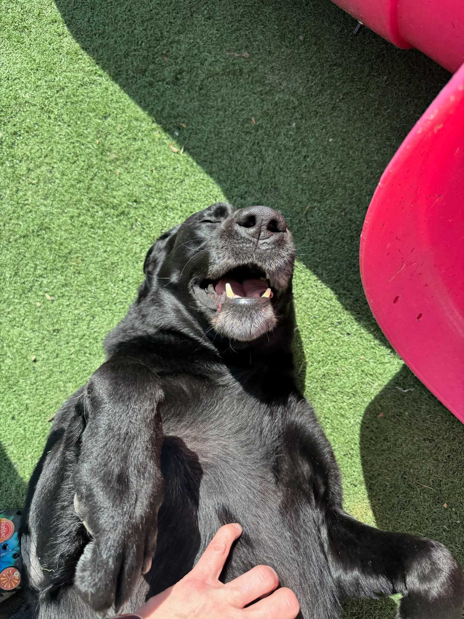 Black dog lying on back with open mouth, enjoying belly rub on green turf.