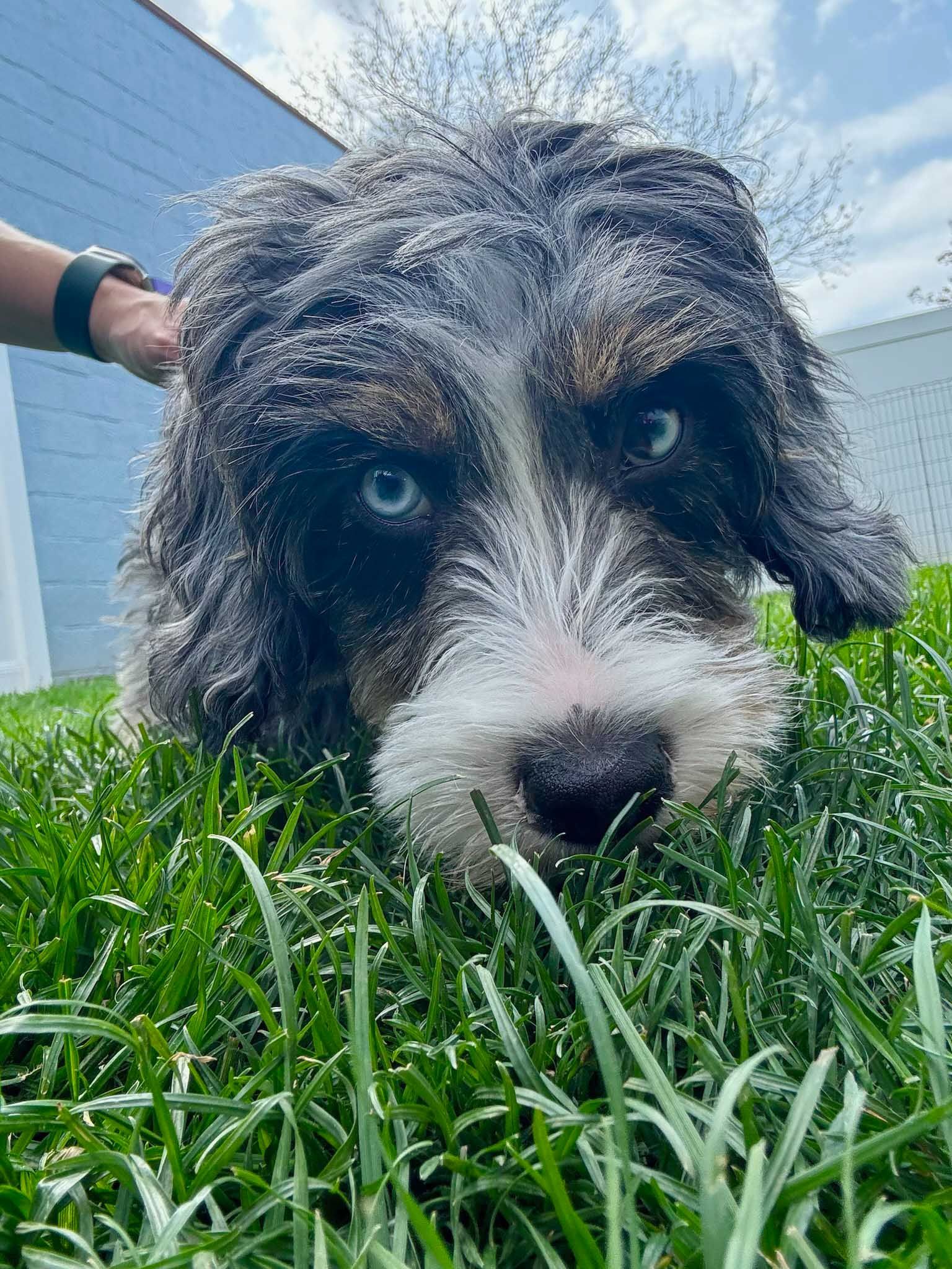 Dog with blue eyes and wet fur in grass, person's hand on its head.