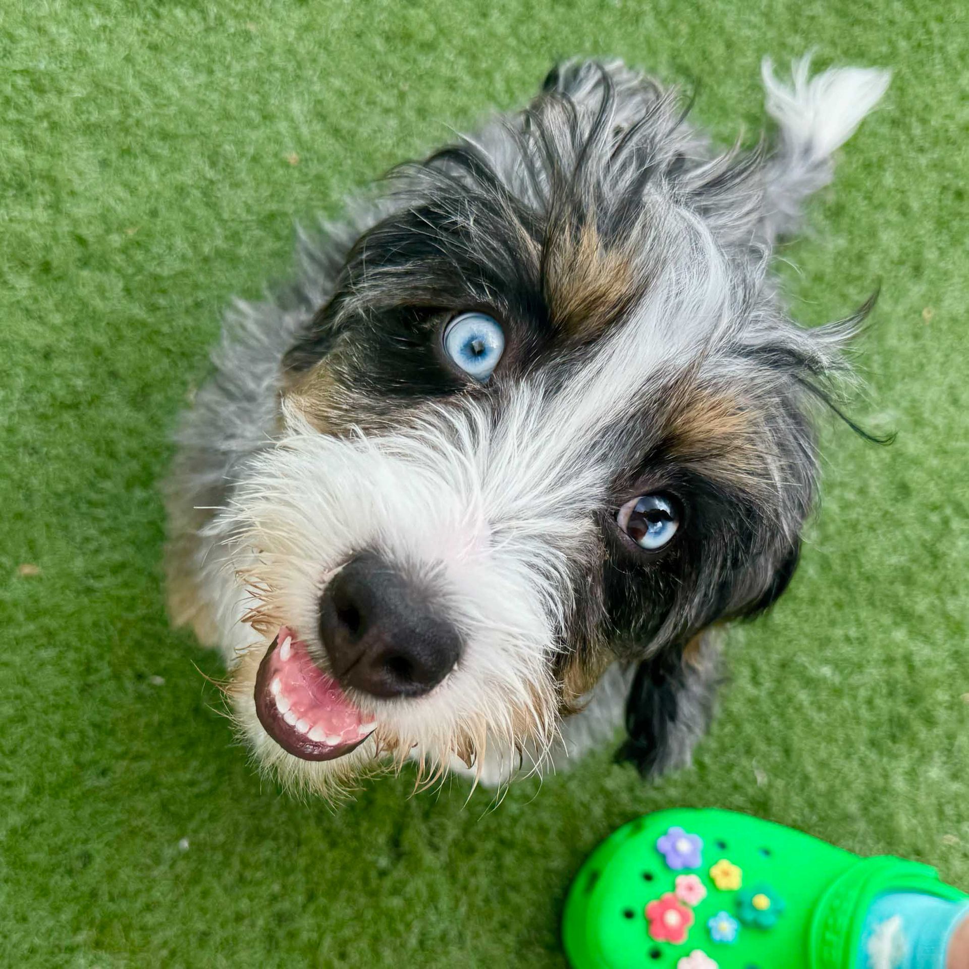 Fluffy dog with blue eyes, looking up, mouth open, on green grass; near a green shoe with floral decorations.