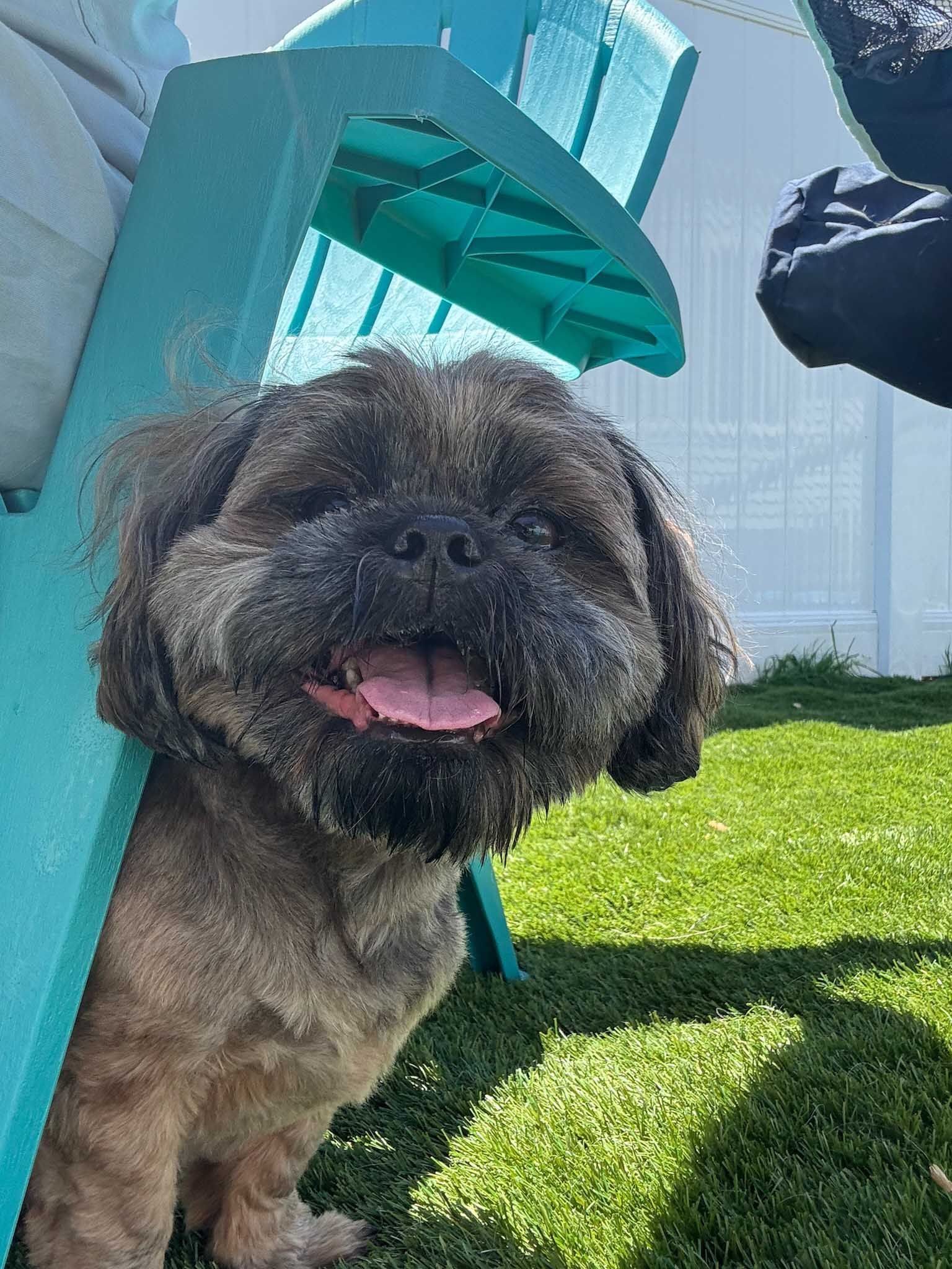 Happy-looking Shih Tzu dog peeking from behind a turquoise chair in a grassy yard.