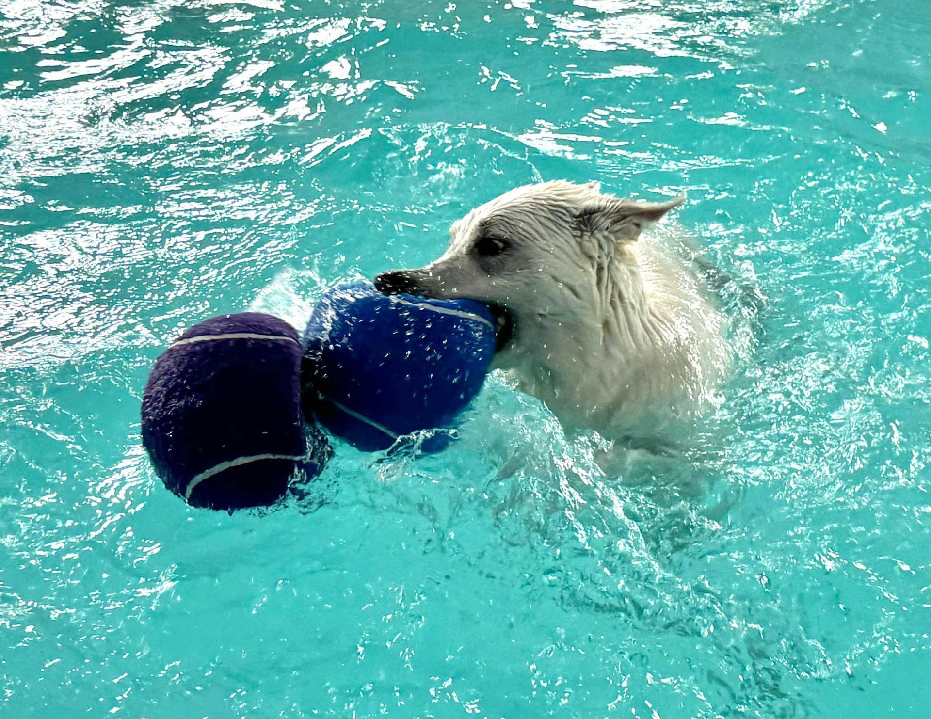 White dog swimming in pool, holding a blue ball.
