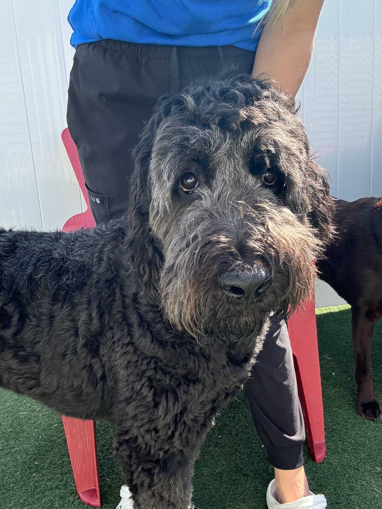 Black, curly-haired dog looks at the camera, held by a person. Outdoors, with a red chair and white fence.