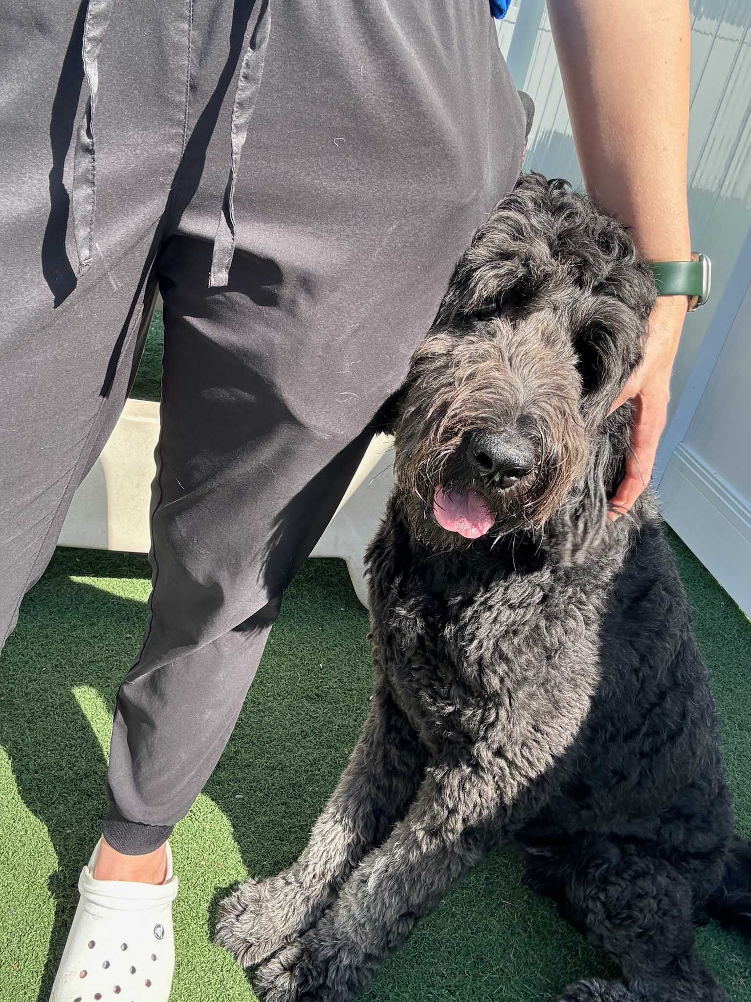 Black dog sits next to a person’s leg; the person is petting the dog. Both are outdoors, on green turf.