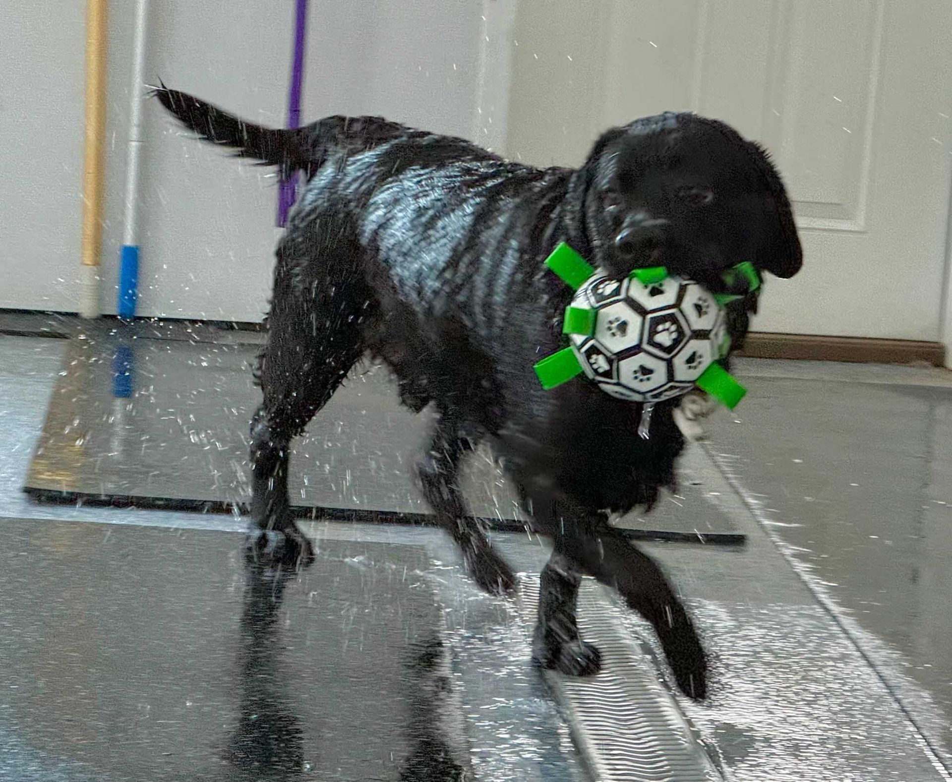 Black wet dog running, holding a green and white toy ball. Indoors, splashes of water.