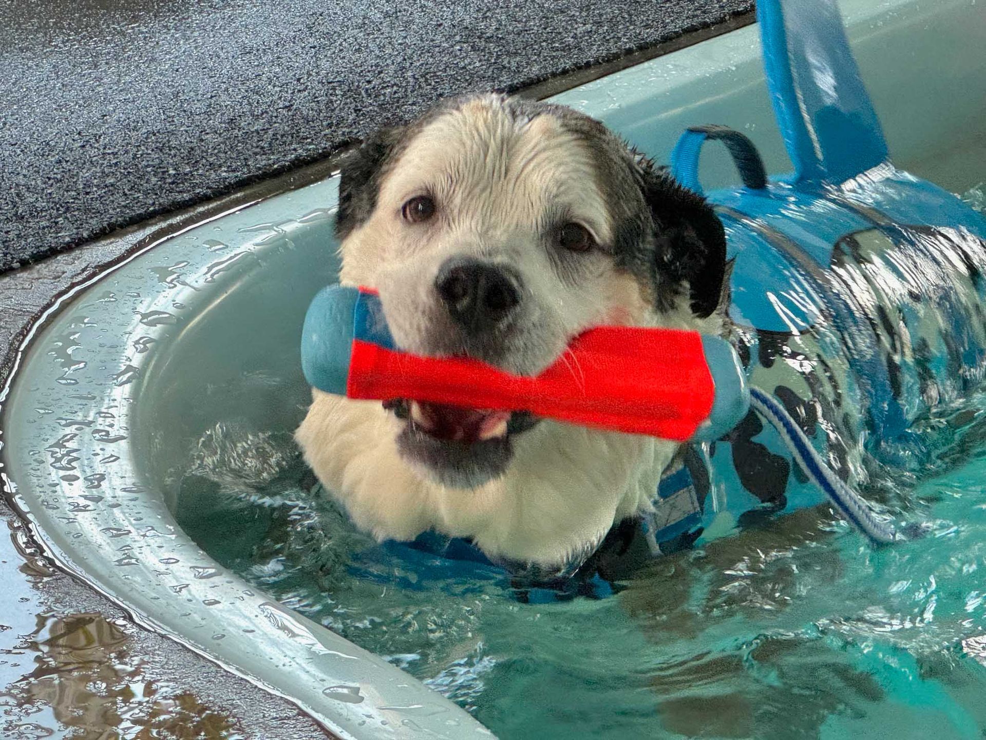 Dog wearing a shark fin life vest, swimming in a pool, holding a red and blue toy.