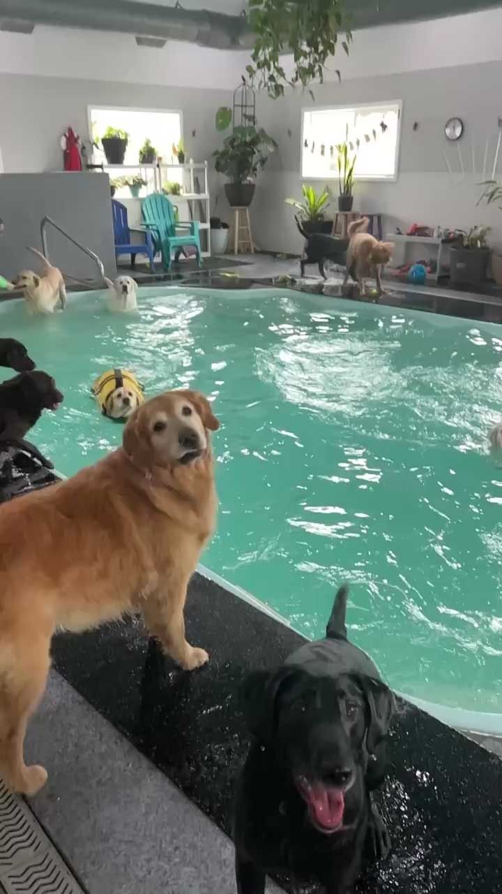 Golden retriever and black lab at the edge of indoor pool, other dogs swim and play.