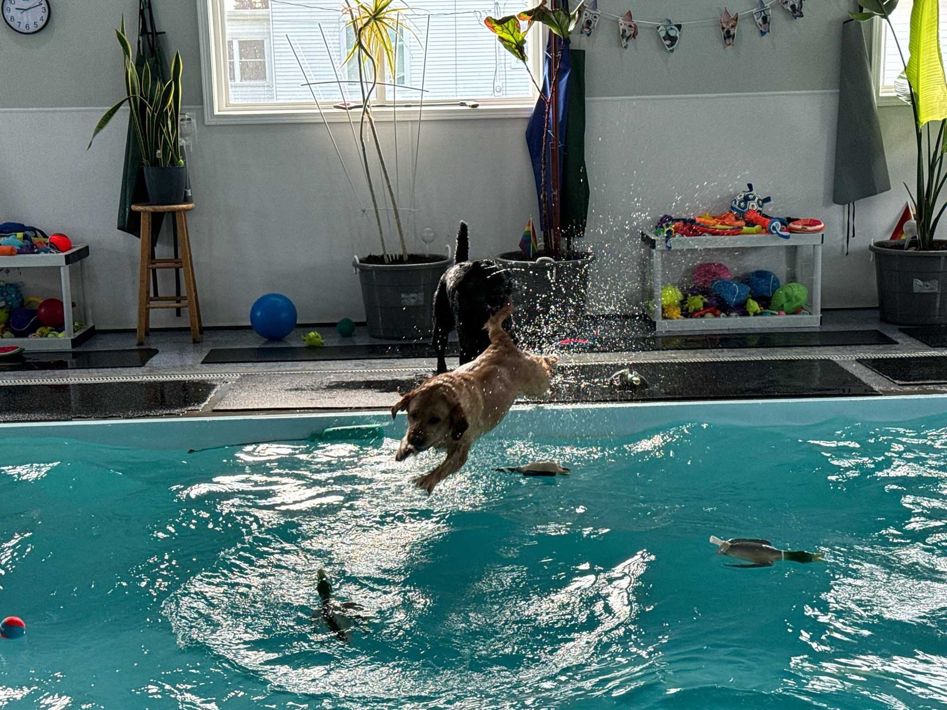 A yellow lab jumps into an indoor pool. Water splashes. Another dog stands nearby.