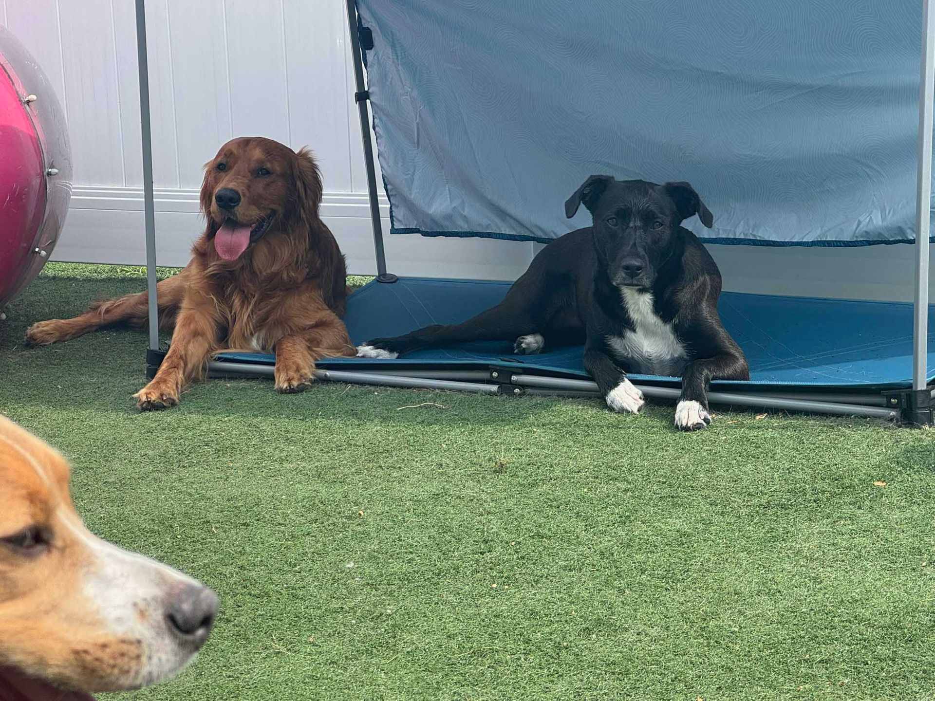 Two dogs laying under a sun shelter on green turf; one golden, one black and white, and another golden dog in the corner.