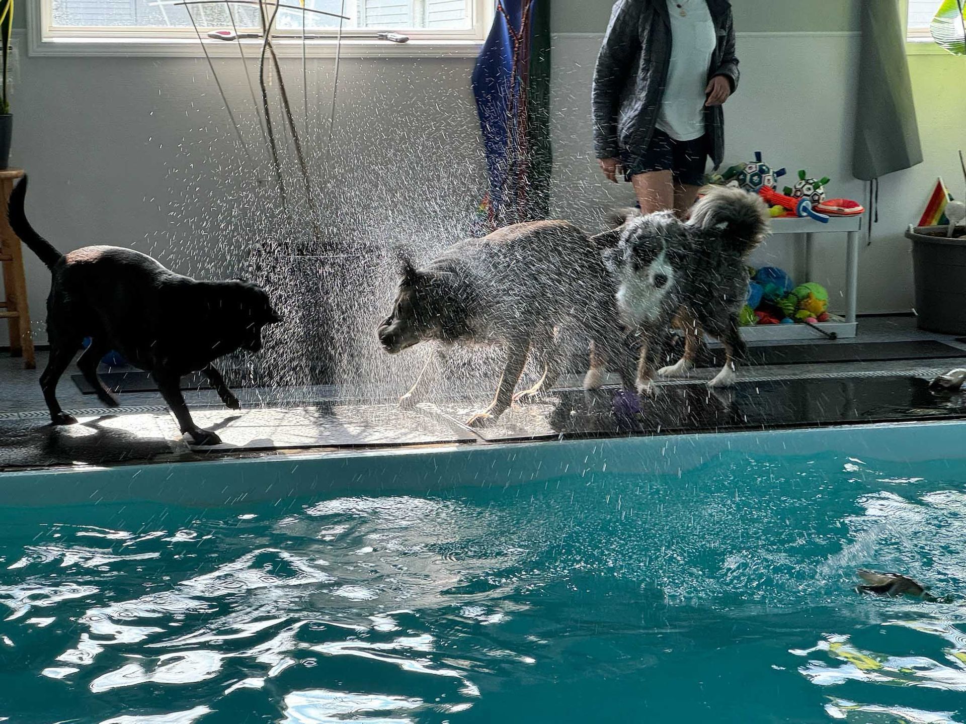 Three dogs playing in a pool, splashing water. A person stands nearby.