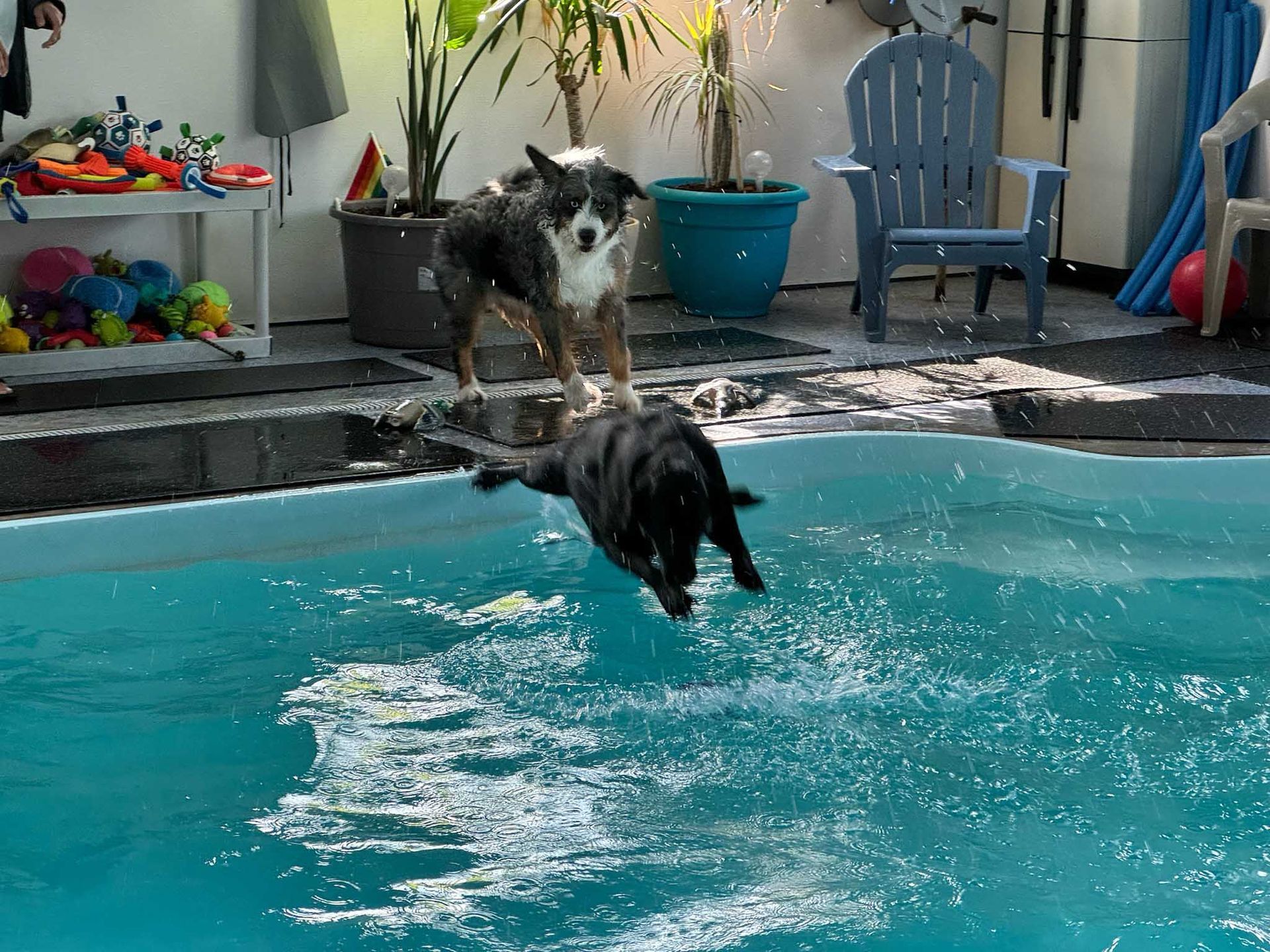 Two dogs playing in a pool: one jumps in, another watches. Blue water, sunny setting.