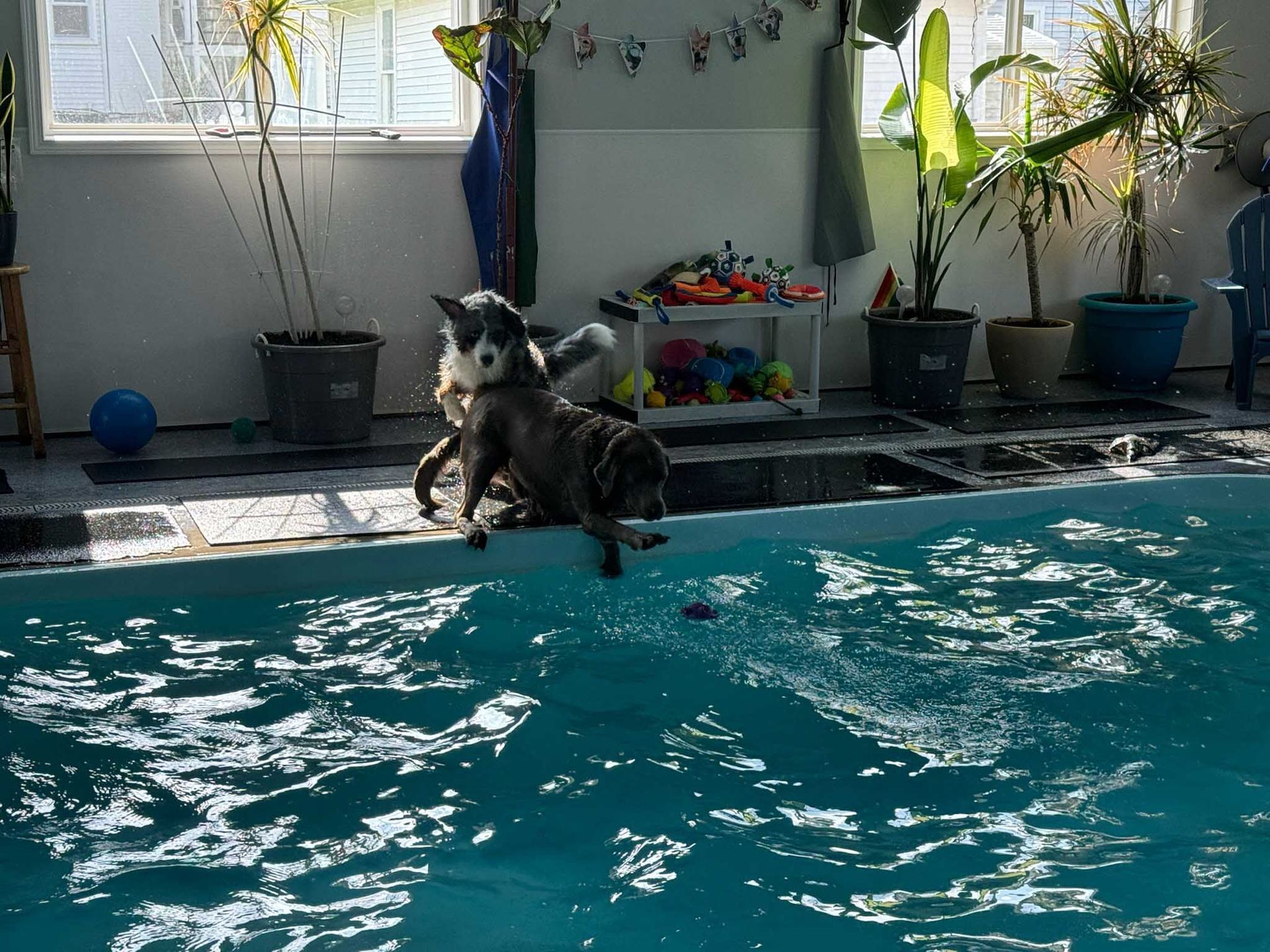 Two dogs jumping into a swimming pool. One brown and white dog splashes as it enters the water. A second dog watches.