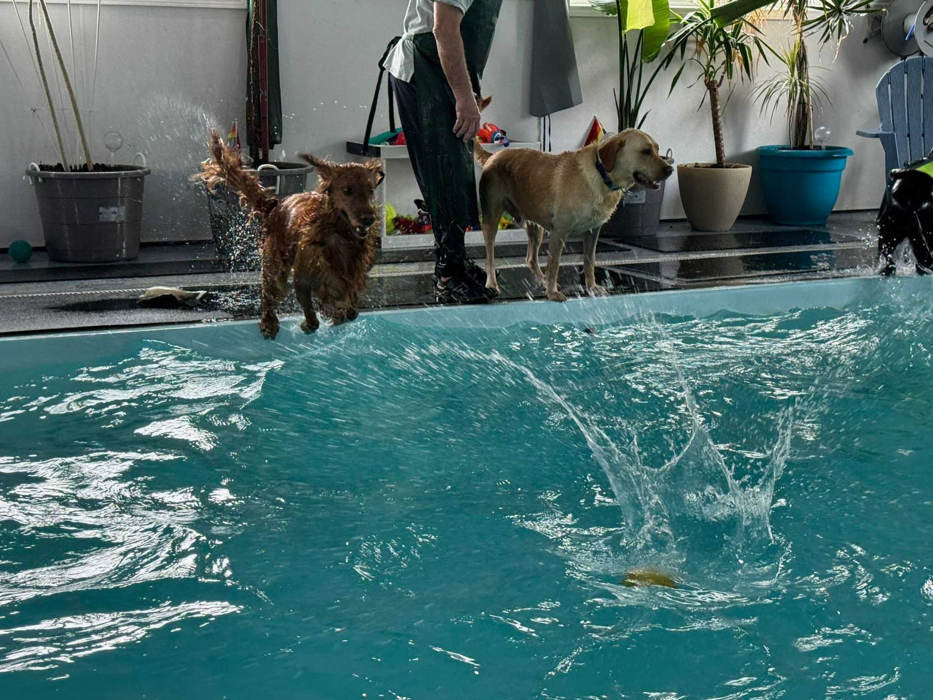 Golden retriever jumps into pool, splashing water. Person and another dog watch from the edge.