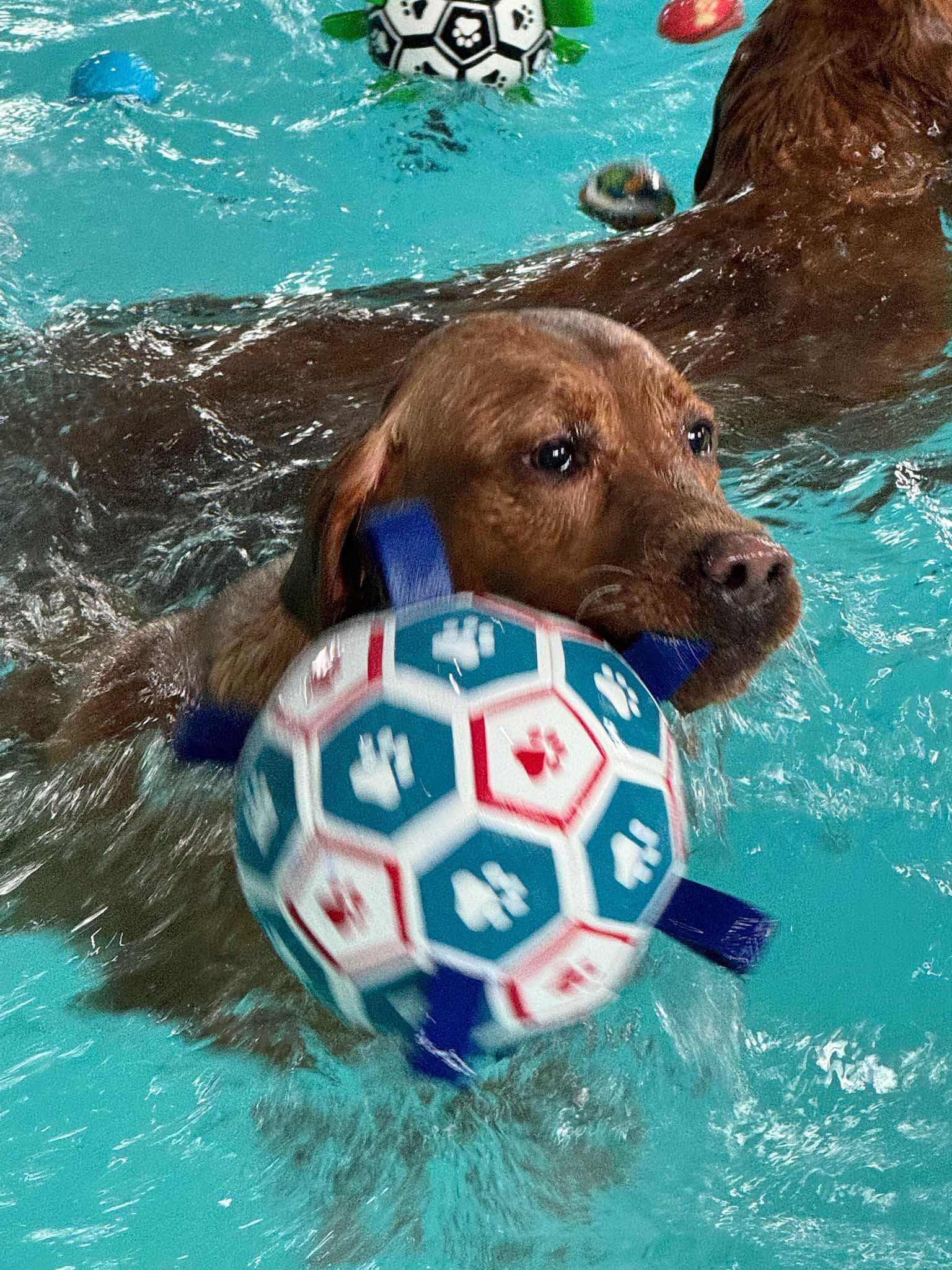 Brown dog swimming in pool with a blue, red, and white soccer ball. Other toys in the water.