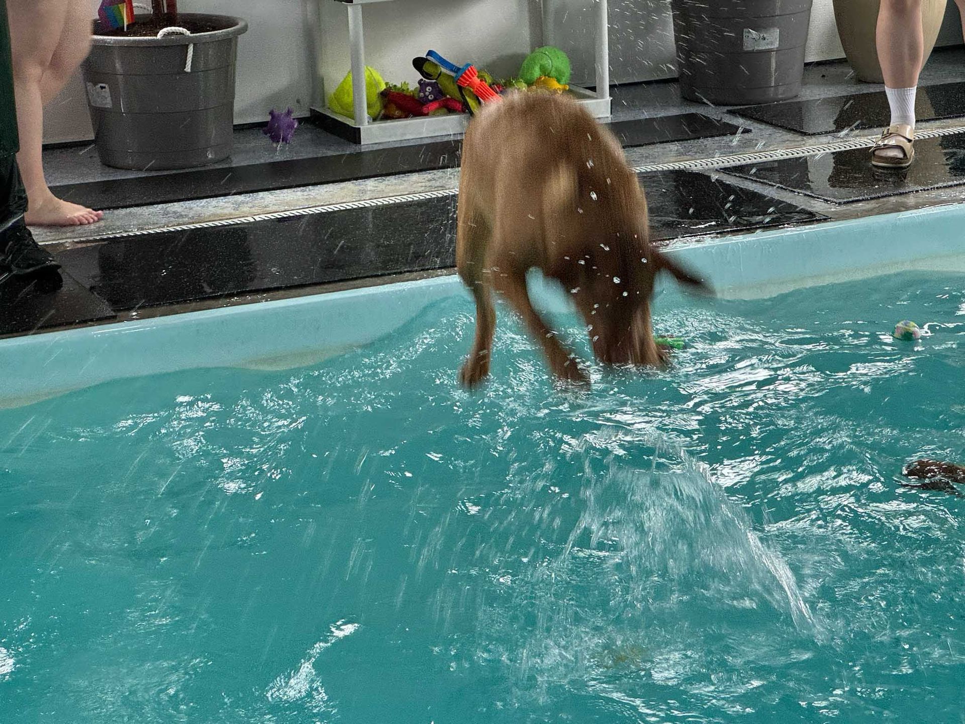 Dog jumping into a pool, creating a splash. Brown fur, blue water, indoor setting.