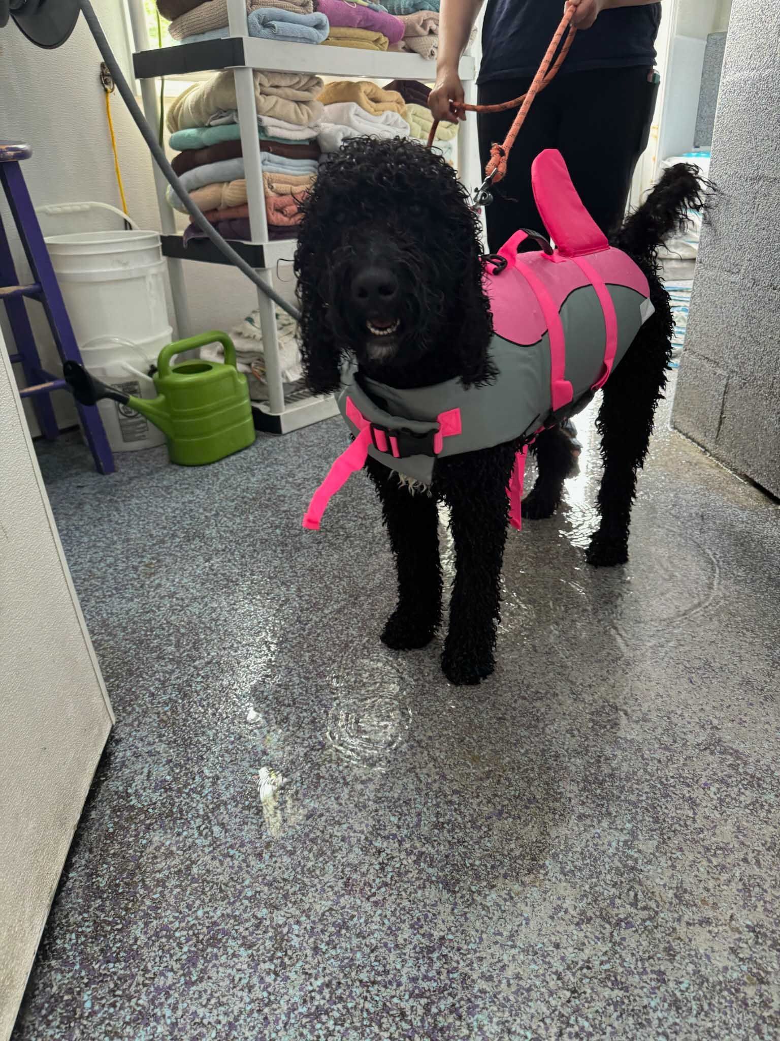 Black poodle wearing a pink and gray life vest, held on a leash, in an indoor setting.