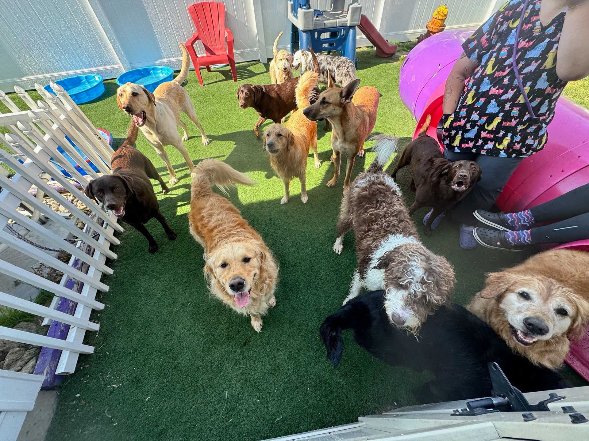 Dogs in a fenced yard, looking at the camera. Some are golden, brown, and black. A person is also present.
