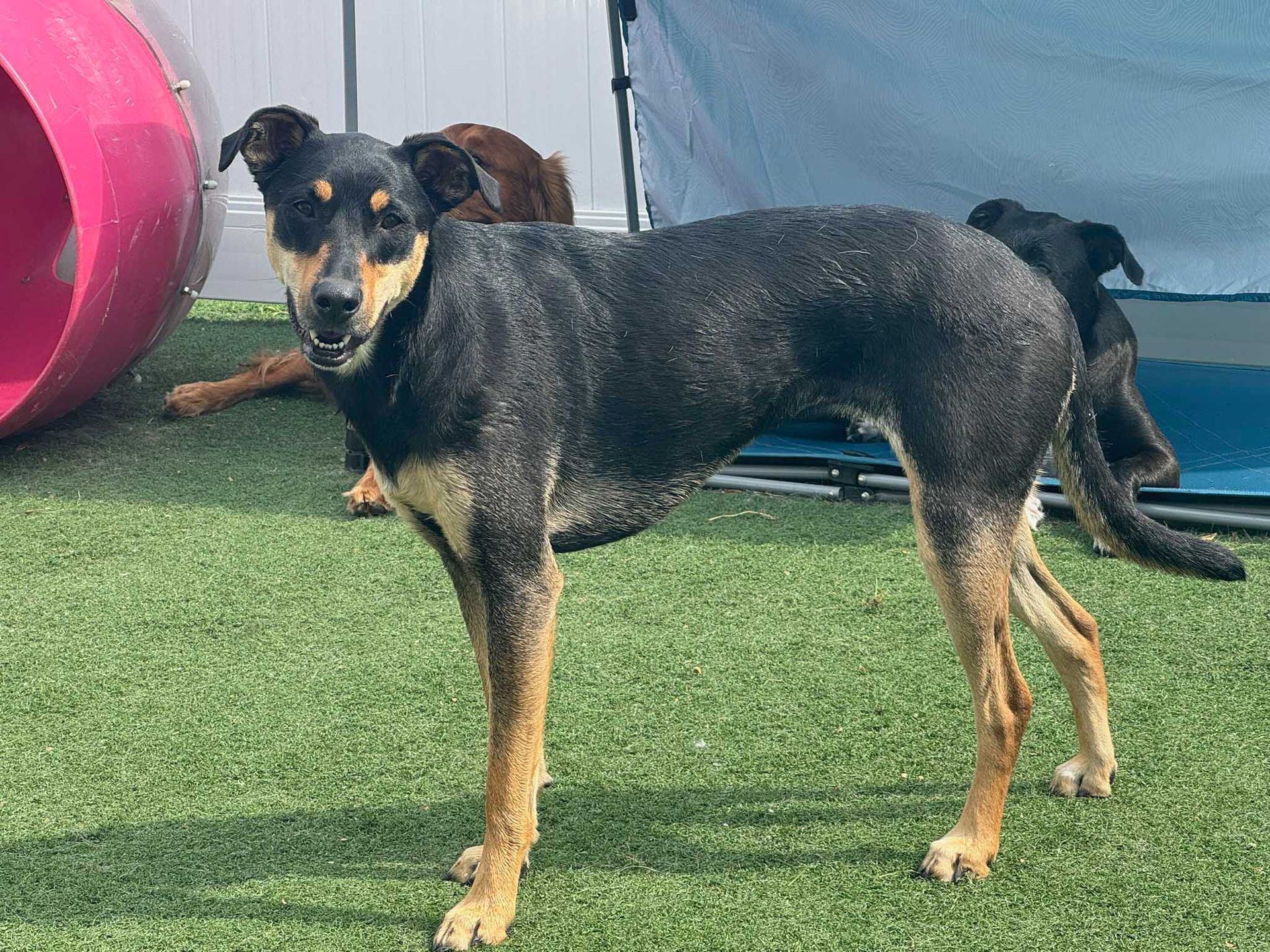 Dog with black and tan fur standing on artificial grass, looking toward camera.