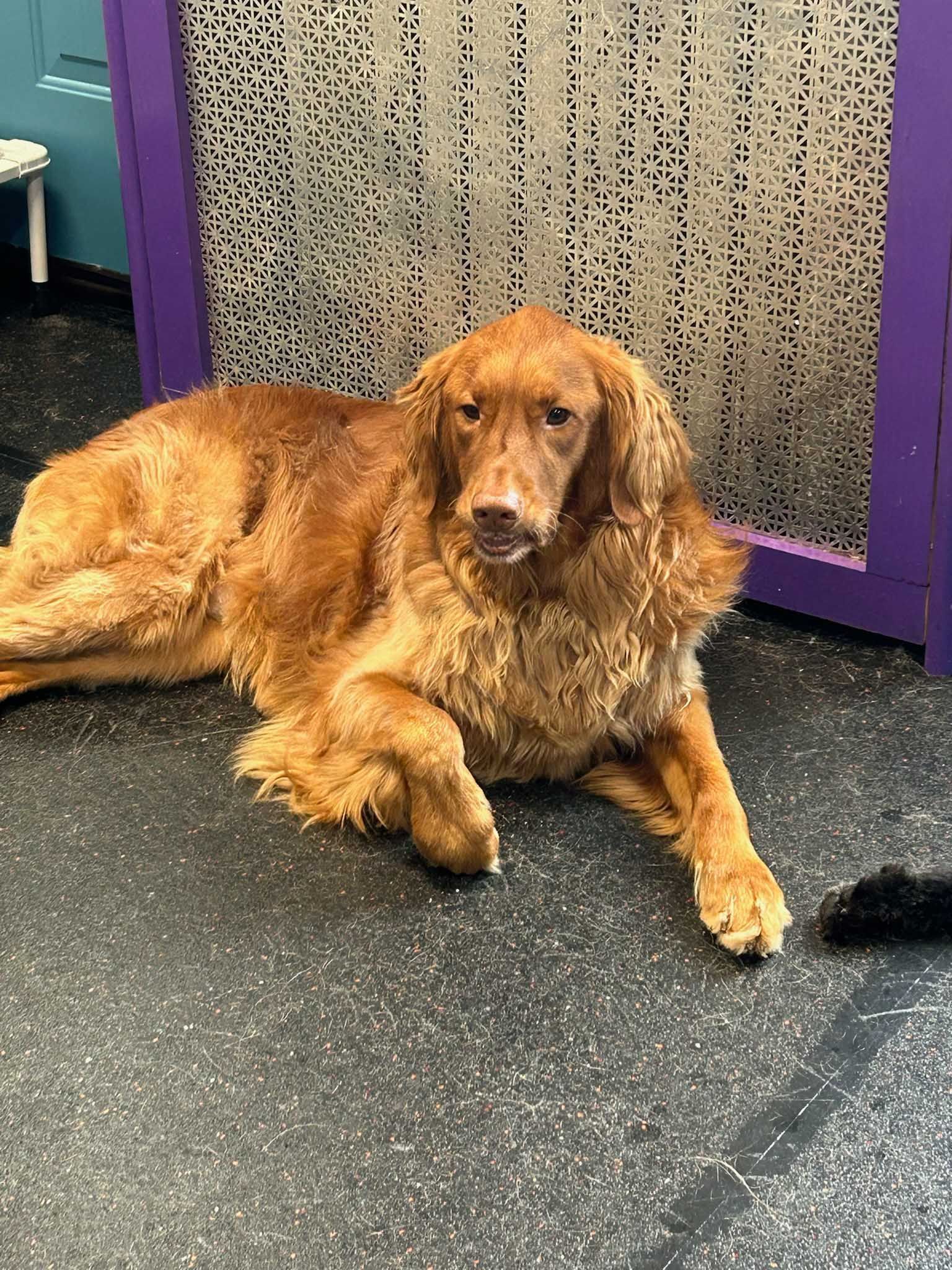 Golden-brown dog lying on a black floor in front of a textured screen with a purple frame.