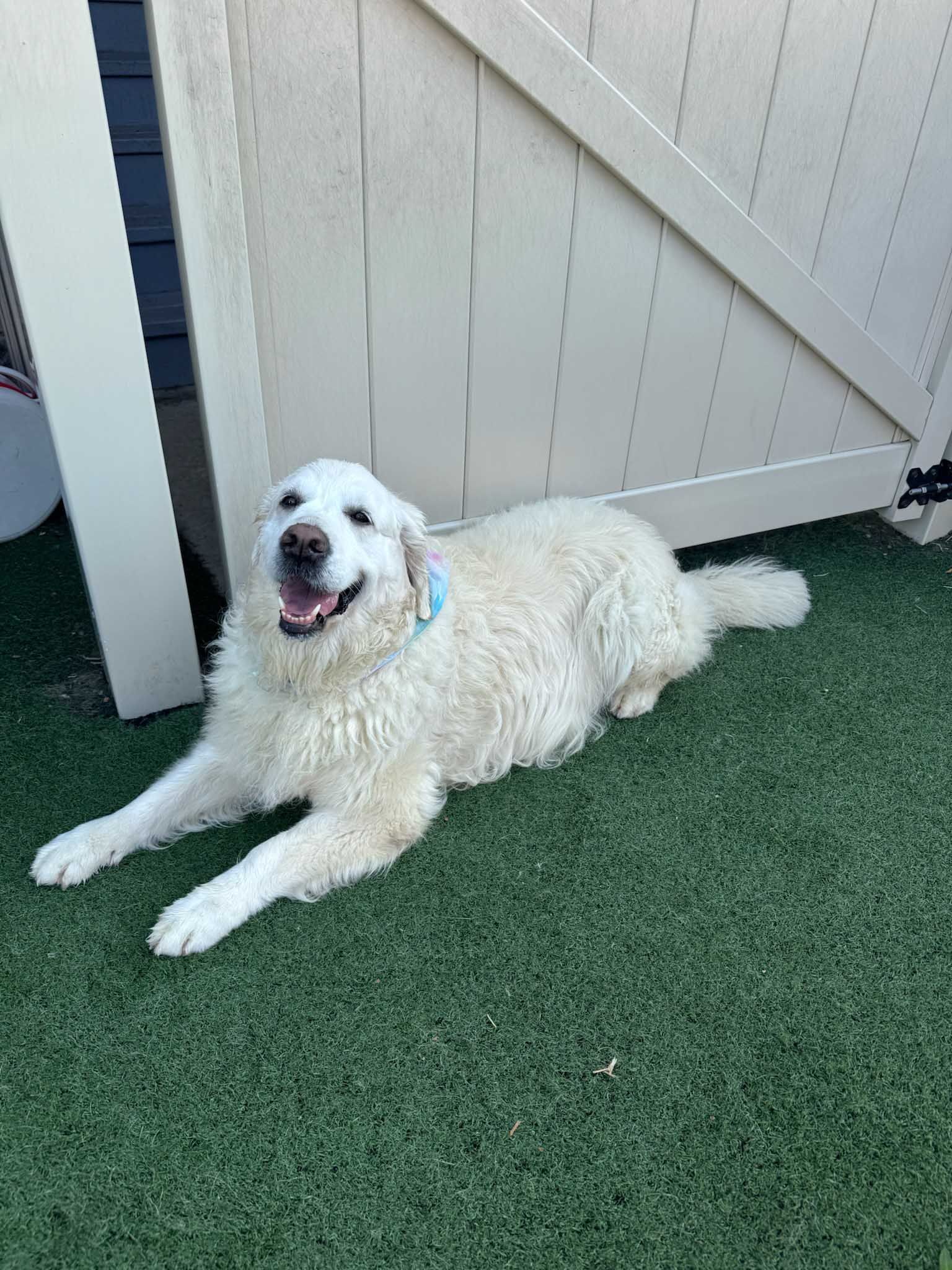 White dog with open mouth lying on green turf near a wooden gate, smiling.