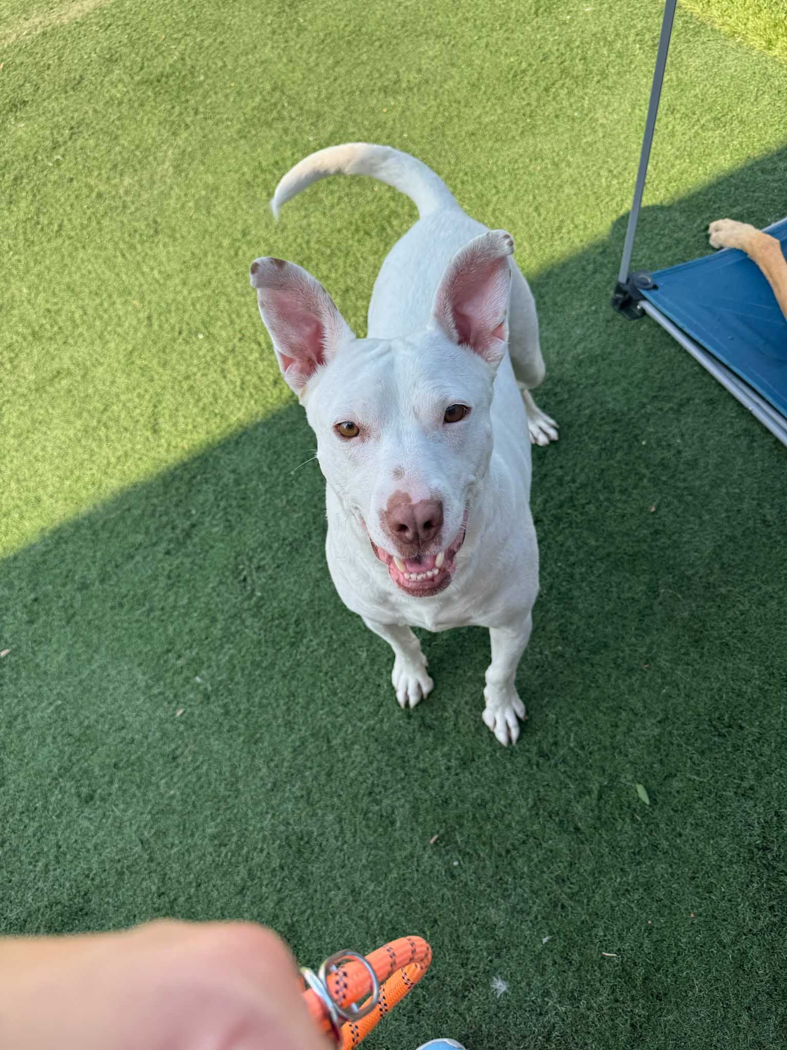White dog with spotted nose and ears looks up, tail curled, on green turf.