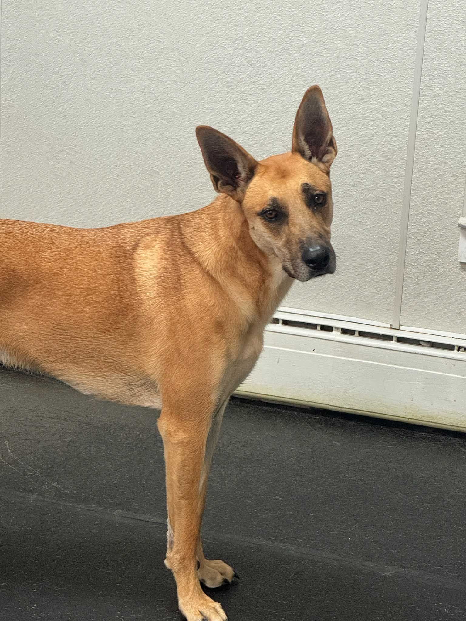 Tan dog with erect ears in front of a white wall and dark floor.