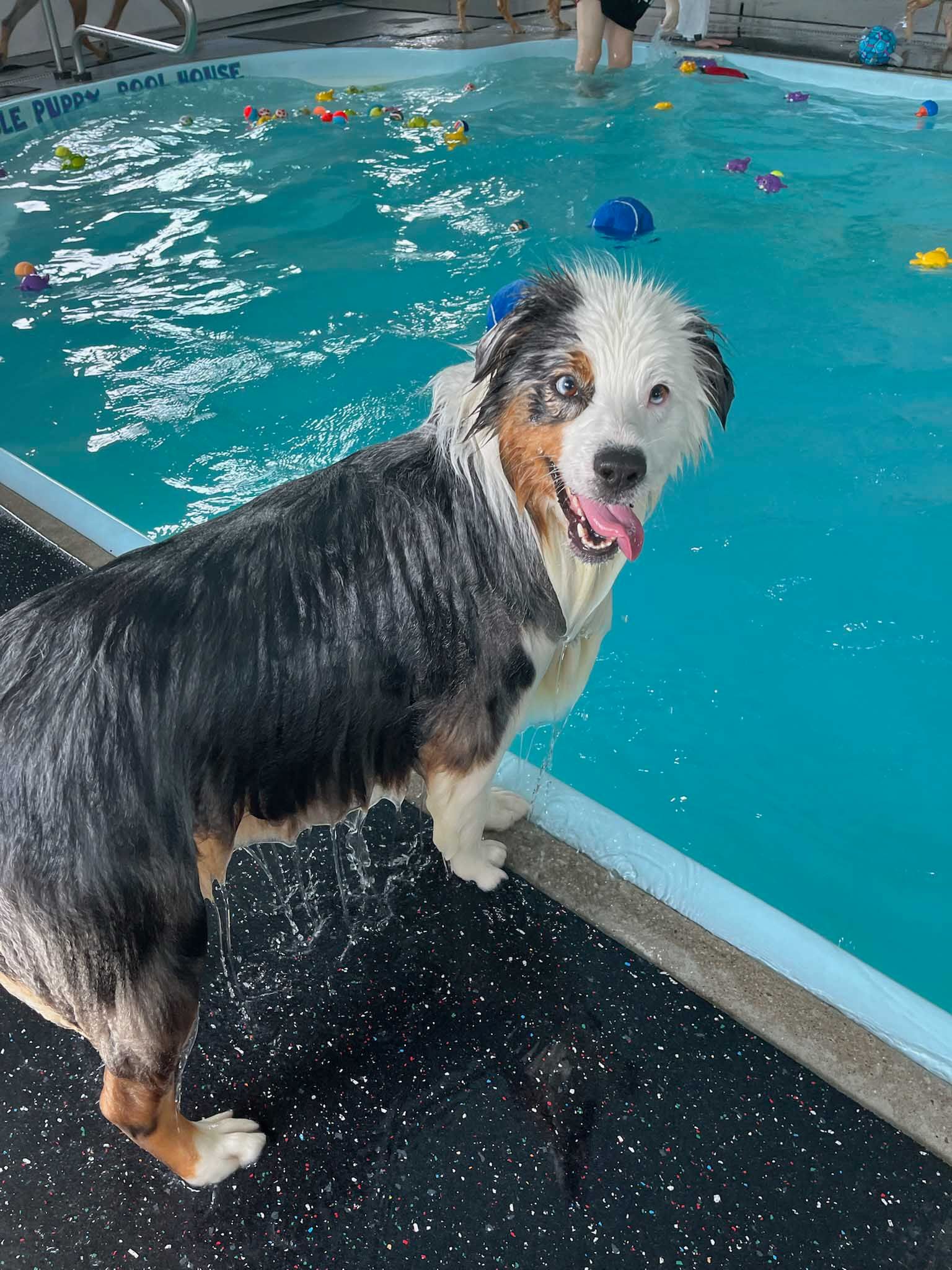 Wet Australian Shepherd dog beside a pool, looking at the camera with its tongue out.