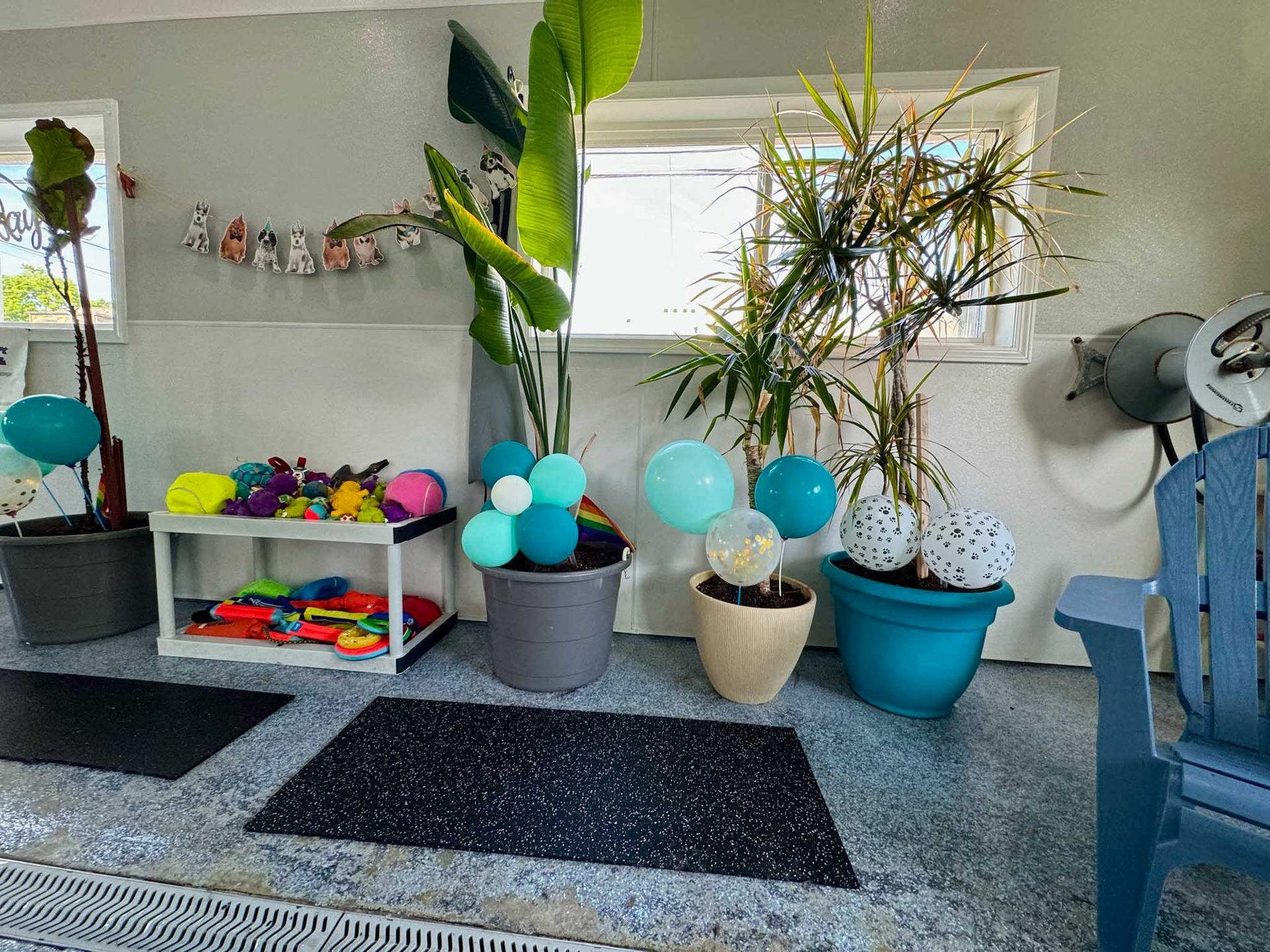 Indoor space with potted plants, toys, balloons, and a blue chair.