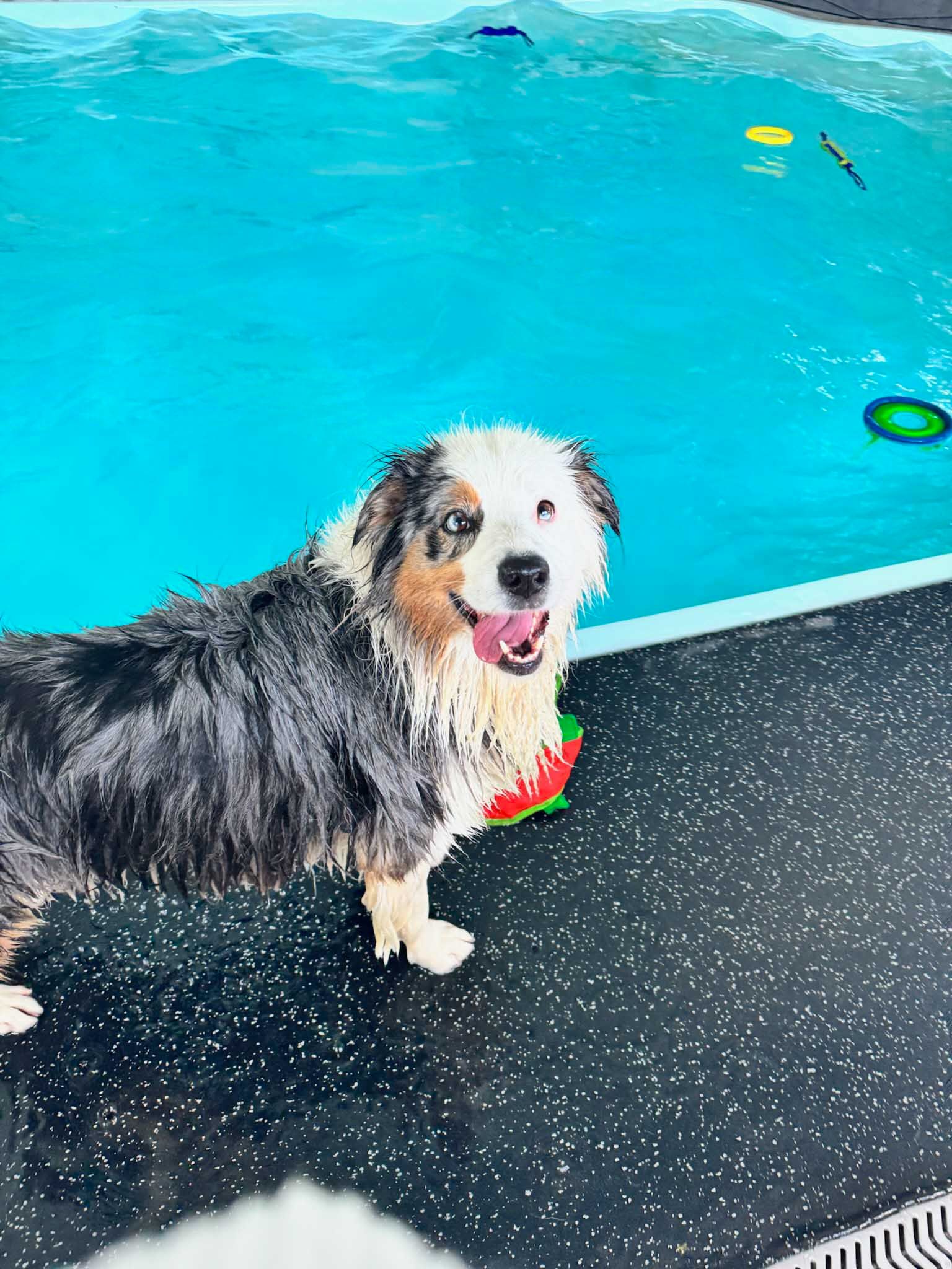 Wet Australian Shepherd dog beside a blue pool, smiling with a toy.