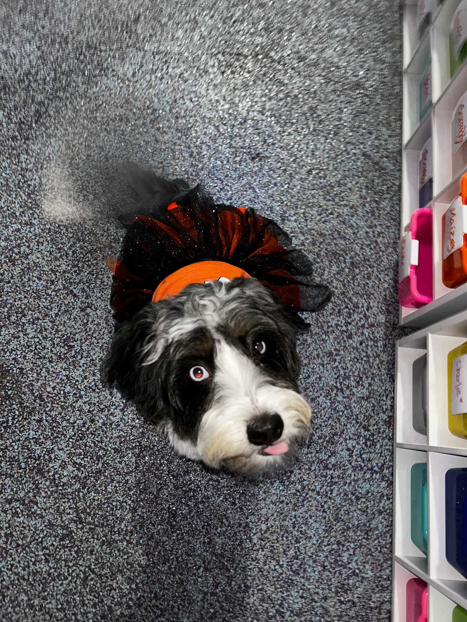 Dog wearing Halloween costume, looking up, tongue out, on speckled floor.