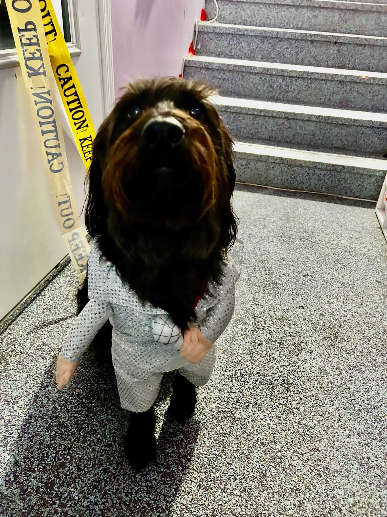 Dog in sparkly jumpsuit, posing on stairs. Yellow caution tape.