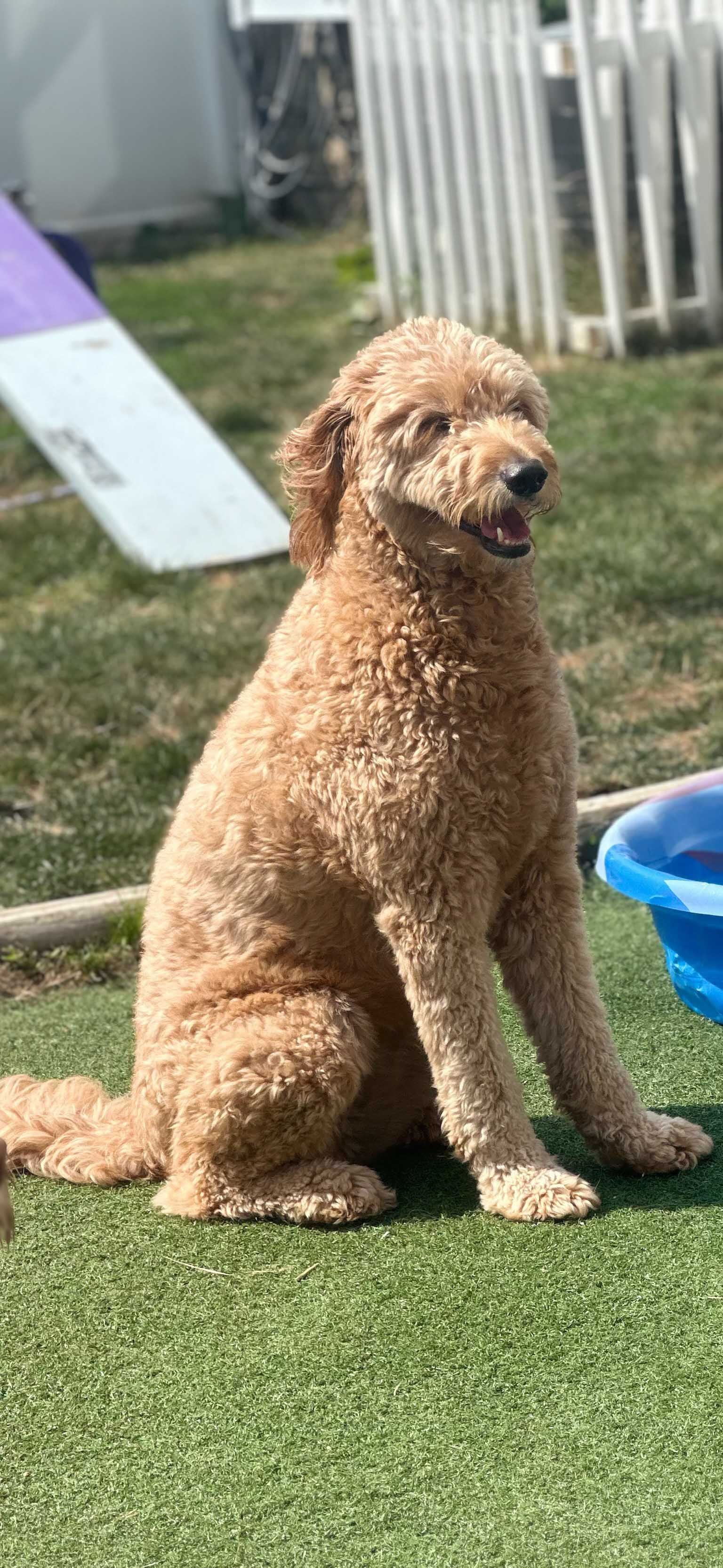A fluffy, tan-colored dog sits on artificial grass, looking to the side with its mouth open.