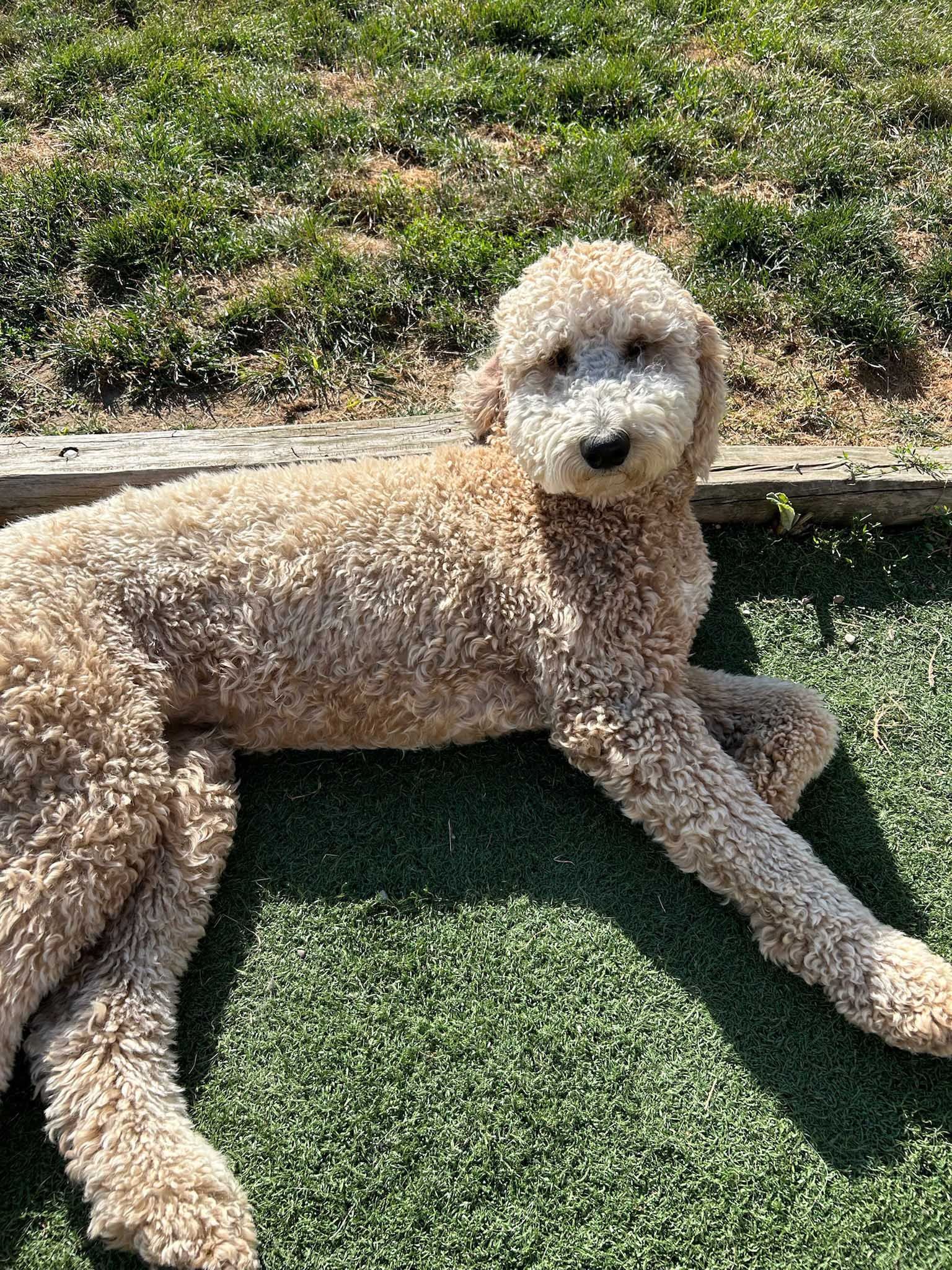 Tan Goldendoodle dog with curly fur, lying on green turf, looking at the camera.