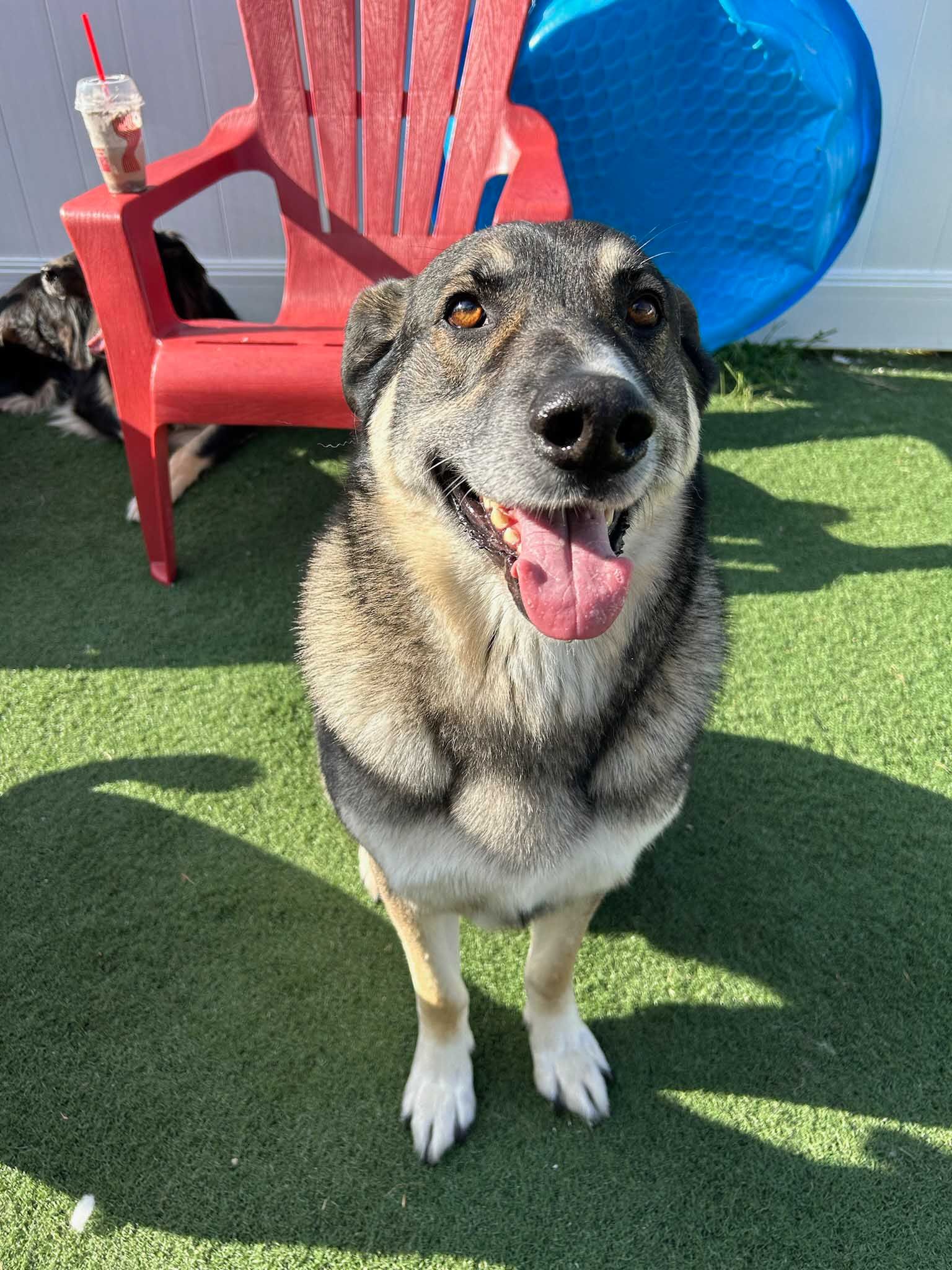 Smiling dog with gray and tan fur sits on green turf, red chair and blue pool in background.