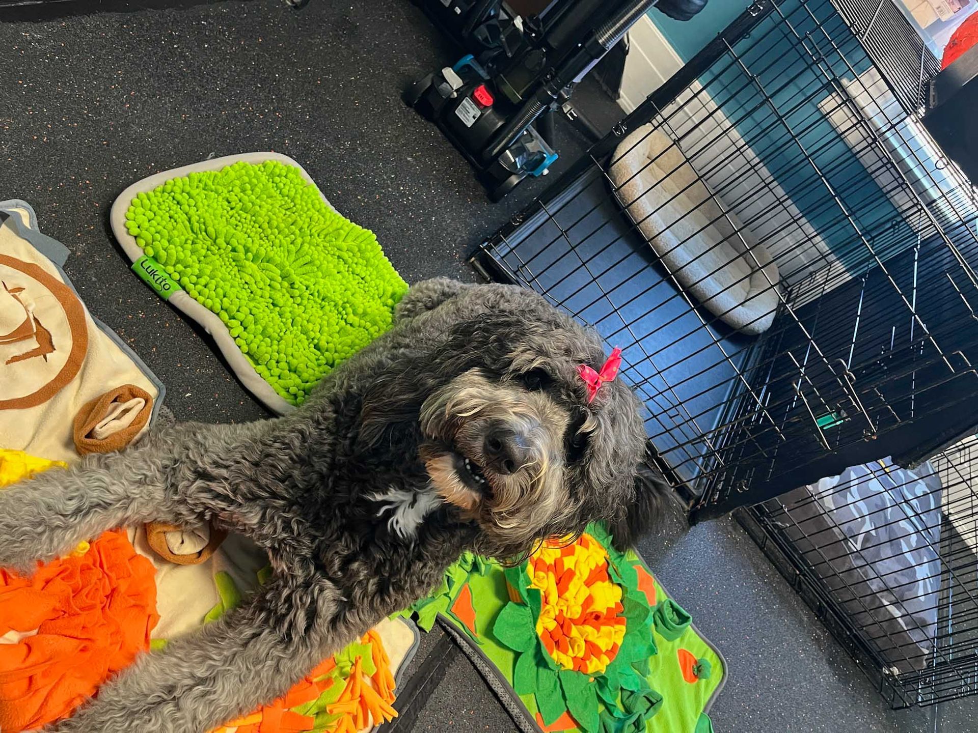 Dog with a pink bow, lying on colorful puzzle mats, near a crate.