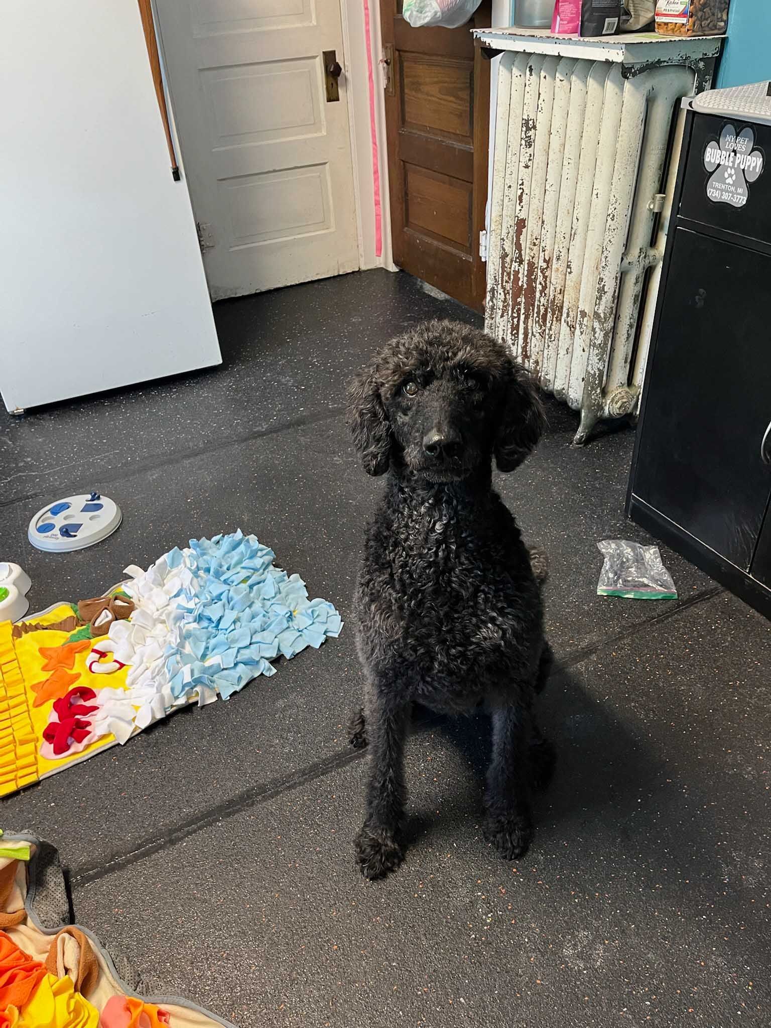 Black poodle sits on a speckled floor with a blue and yellow mat and radiator in the background.