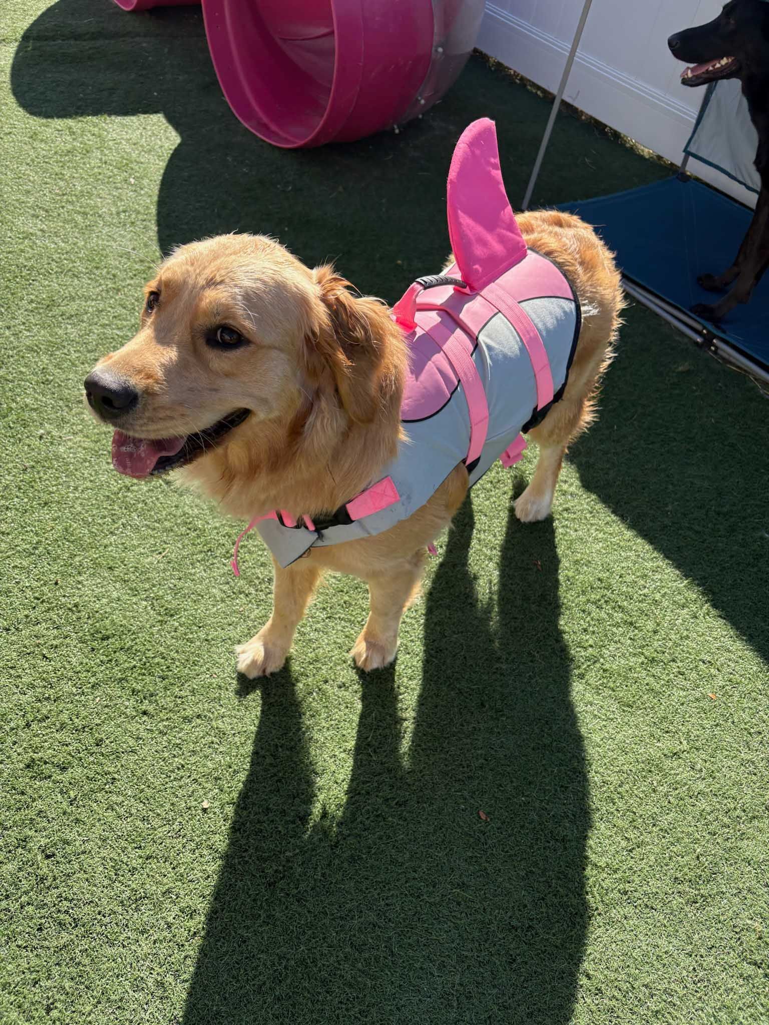 Golden retriever dog wearing a pink and gray shark fin life vest standing on green turf.
