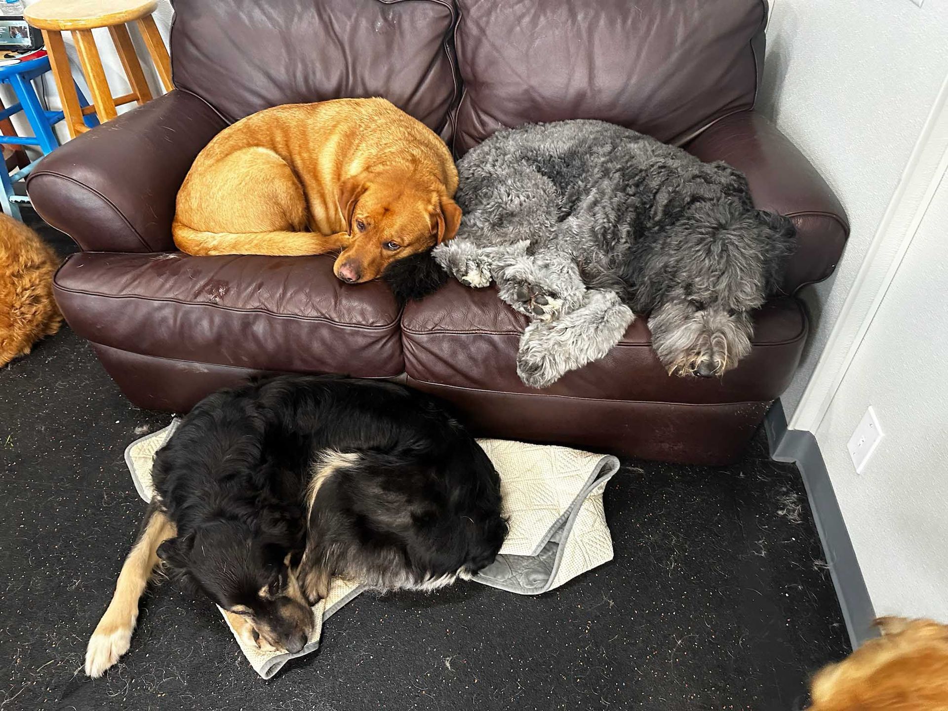 Three dogs napping: two on a brown couch, one on a blanket on the floor.