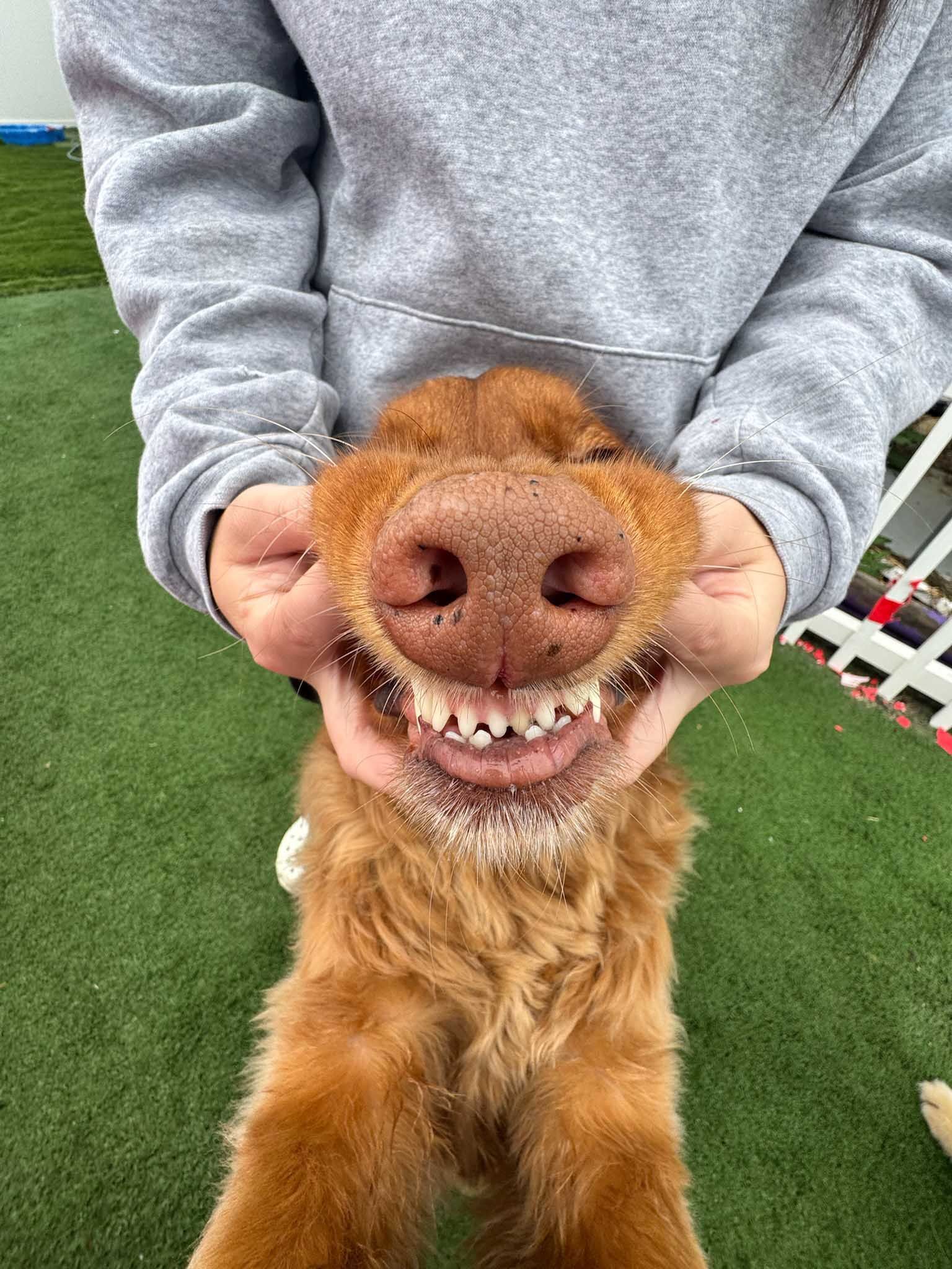 Person holding dog's face, making it appear to smile. Dog has brown fur and open mouth with visible teeth.