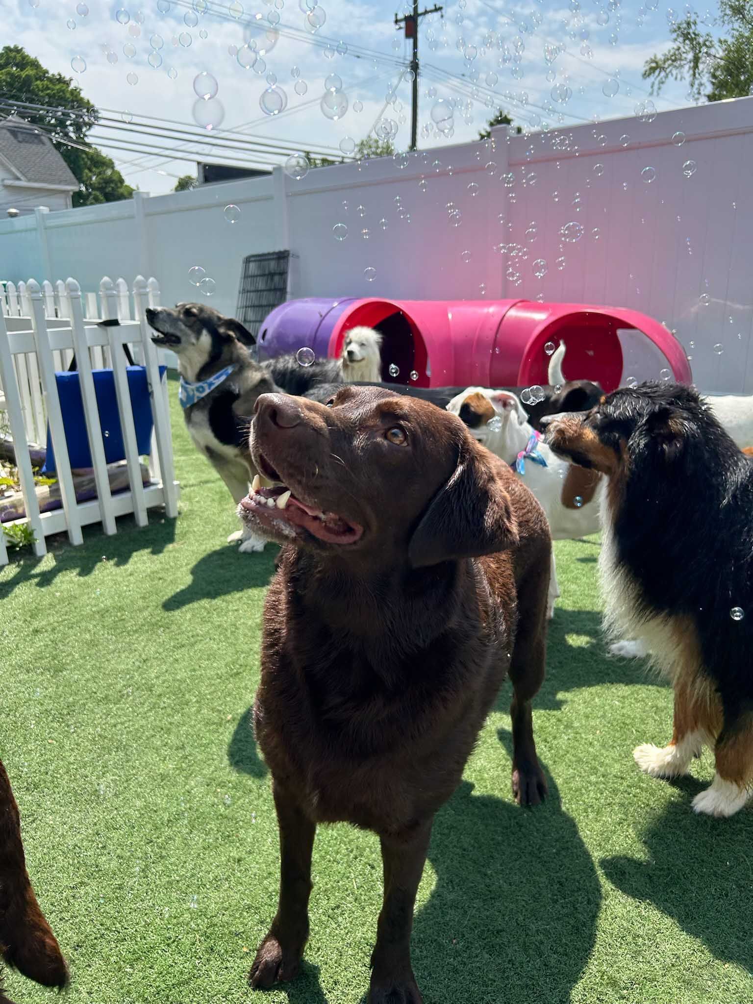 Dogs in a grassy yard, looking up at bubbles. A pink tunnel and white picket fence are in the background.