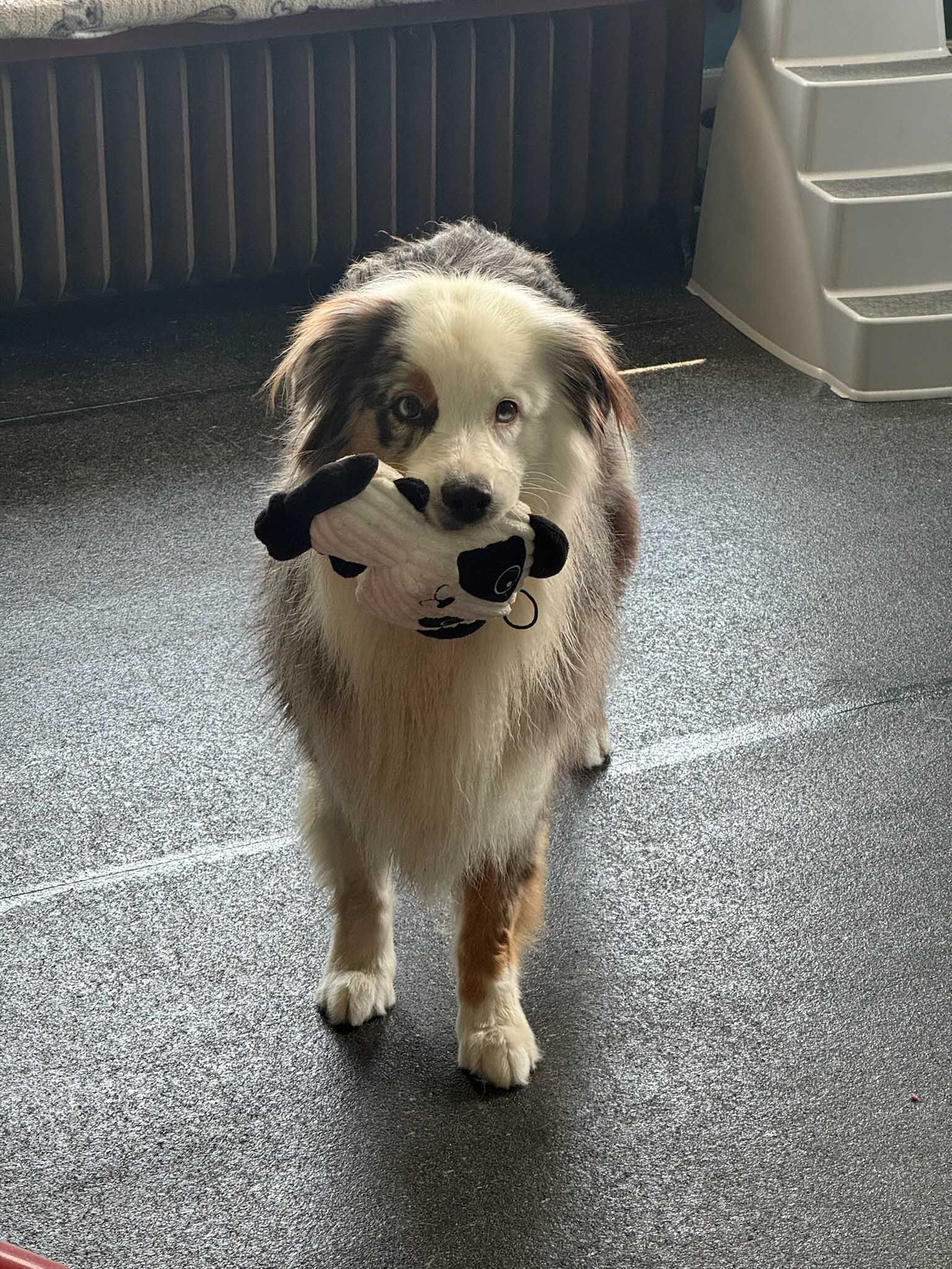 Dog holding a black and white plush toy in its mouth, standing on a textured floor.