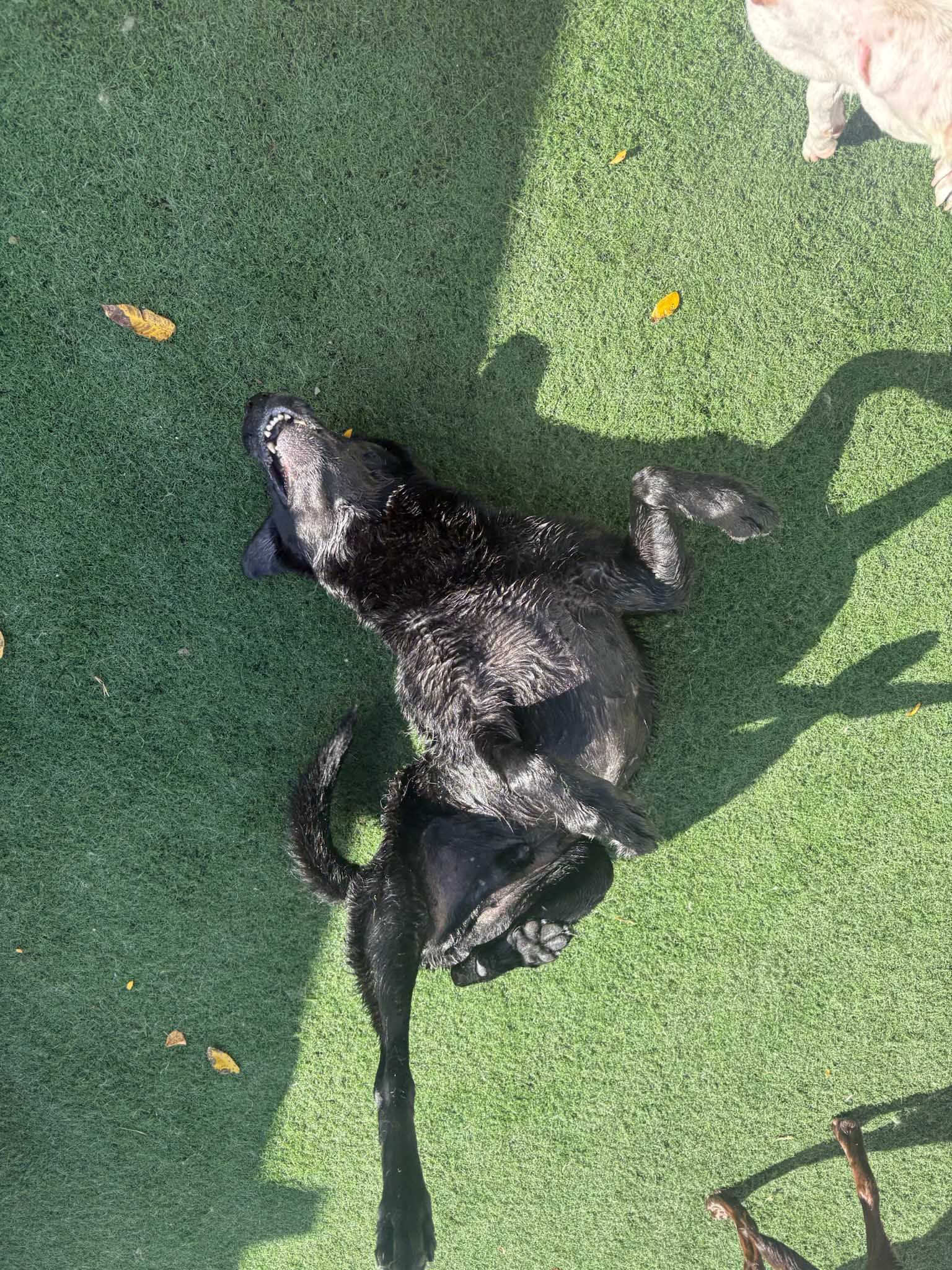Black dog, wet, lying on its back on green artificial turf.