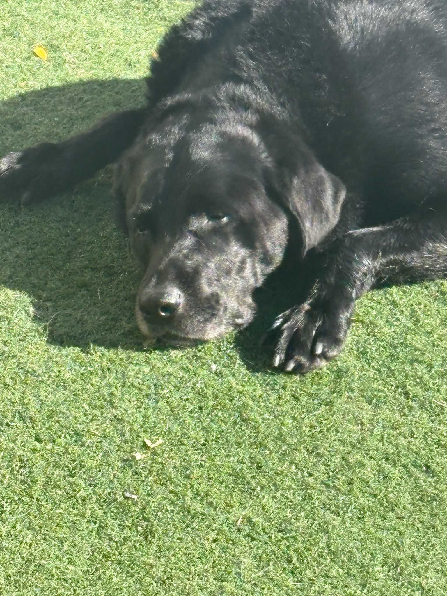 Black Labrador dog laying on green turf, head down.