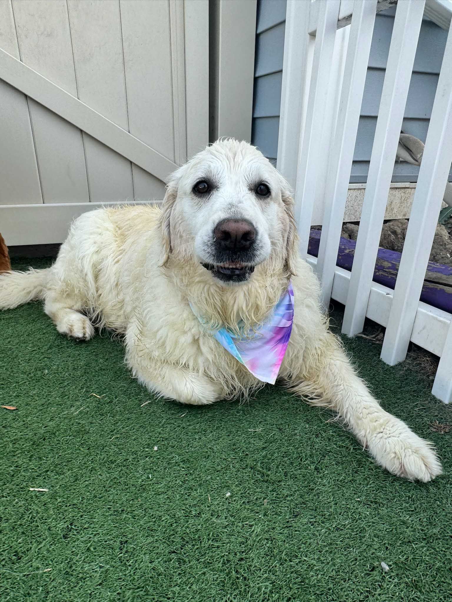 Golden Retriever dog wearing a colorful bandana, laying on artificial turf near a white fence.