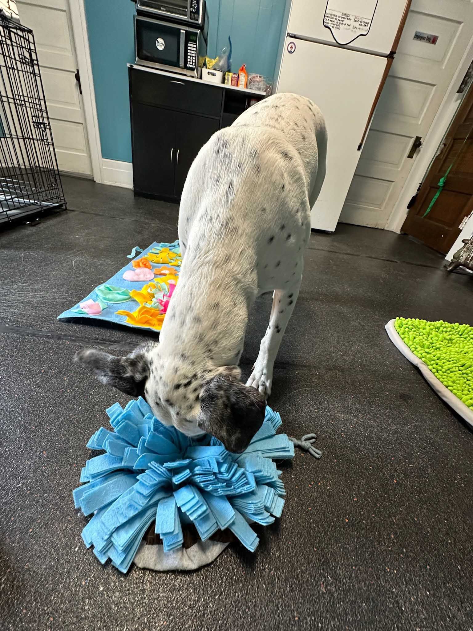 Dog sniffs a blue felt enrichment mat on a dark gray floor indoors.