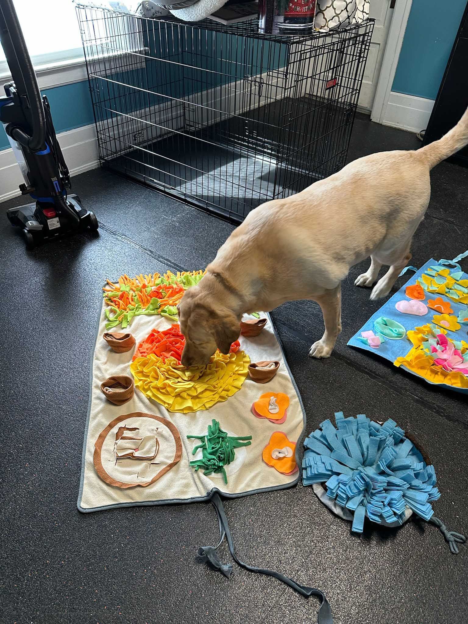 Yellow lab dog sniffs a colorful snuffle mat with toys on a dark floor.